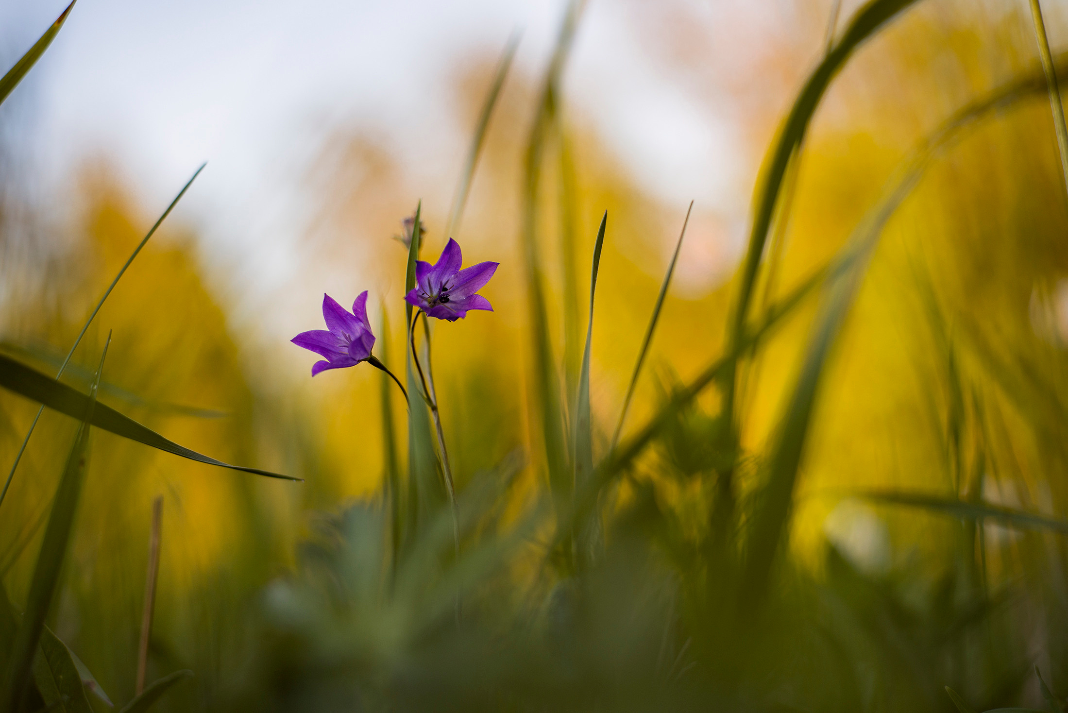 Природный фотограф в Казани. Спортивный и репортажный фотограф Рустам Афлятунов в Казани
