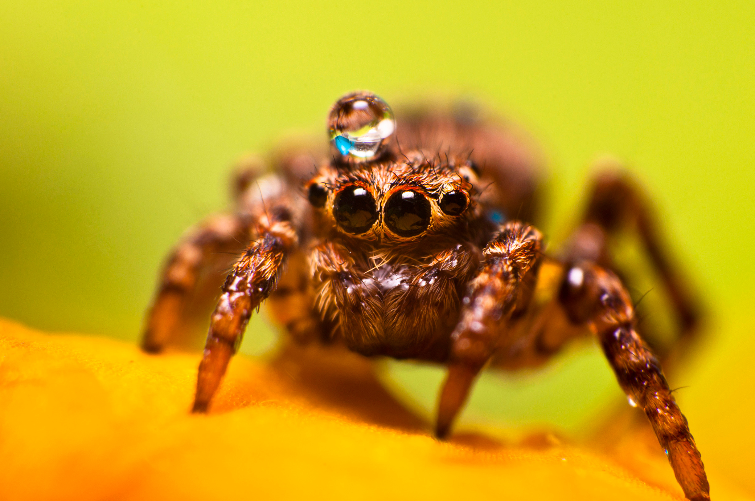 Природный фотограф в Казани. Спортивный и репортажный фотограф Рустам Афлятунов в Казани
