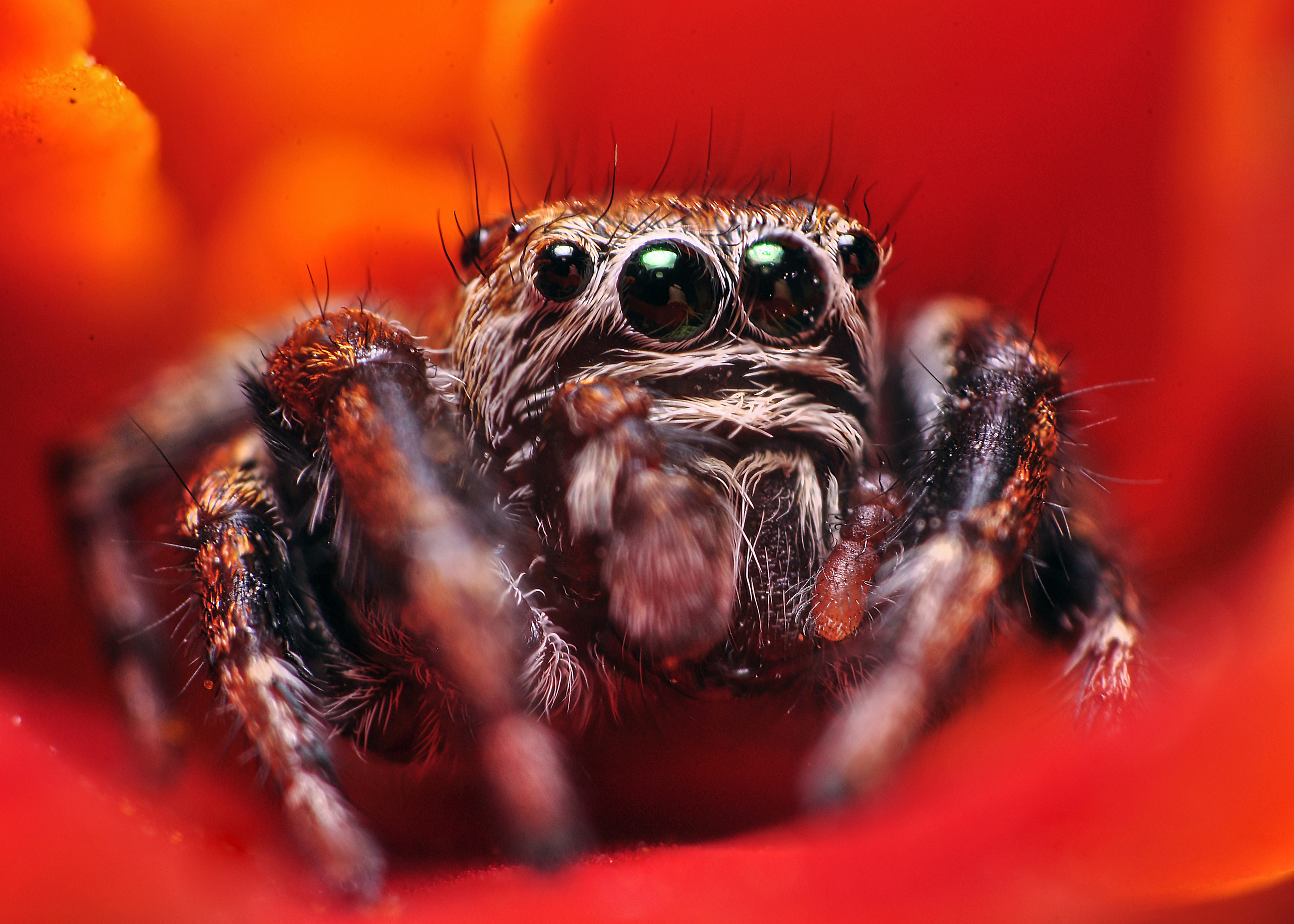 Природный фотограф в Казани. Спортивный и репортажный фотограф Рустам Афлятунов в Казани