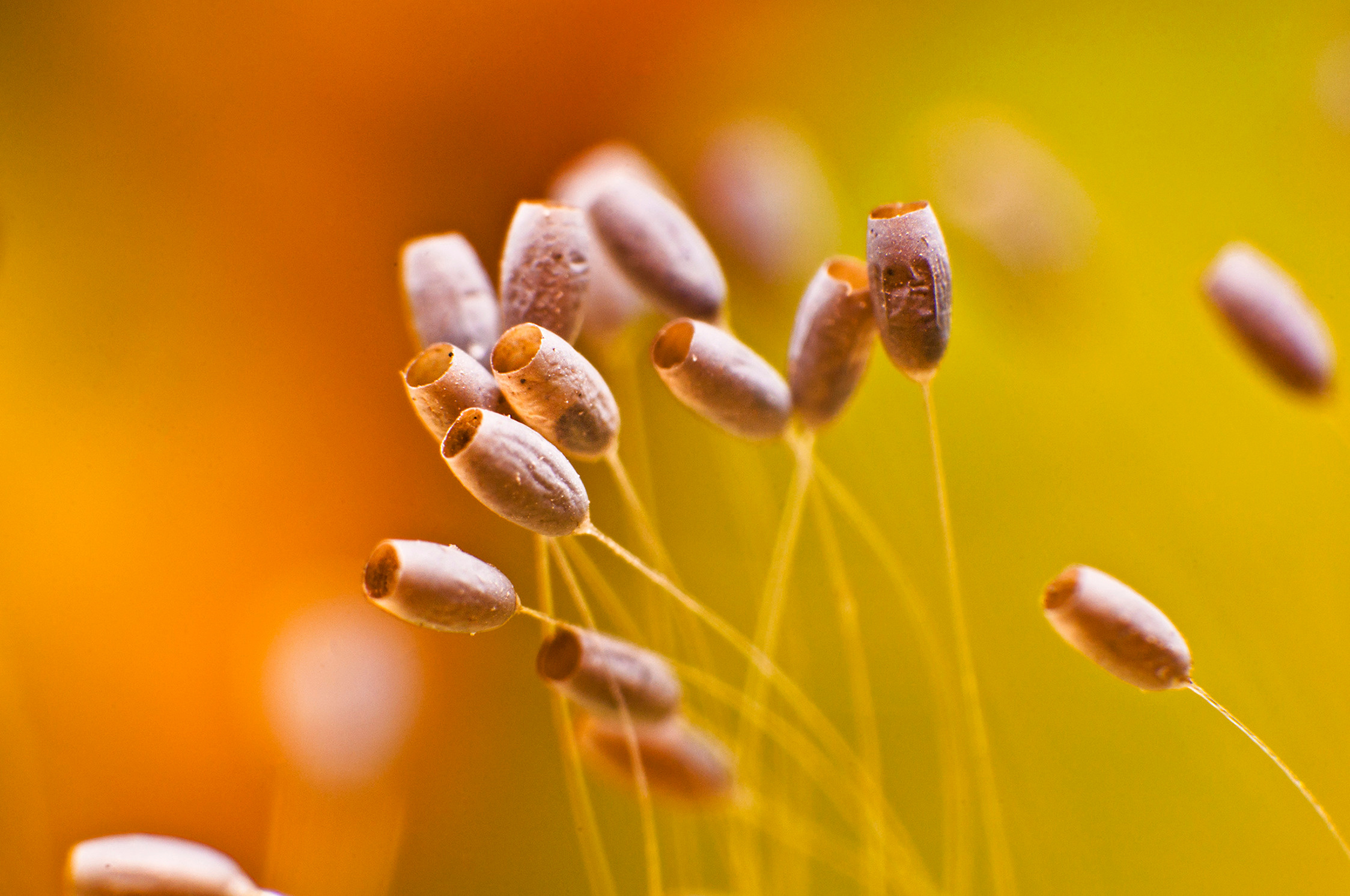 Природный фотограф в Казани. Спортивный и репортажный фотограф Рустам Афлятунов в Казани