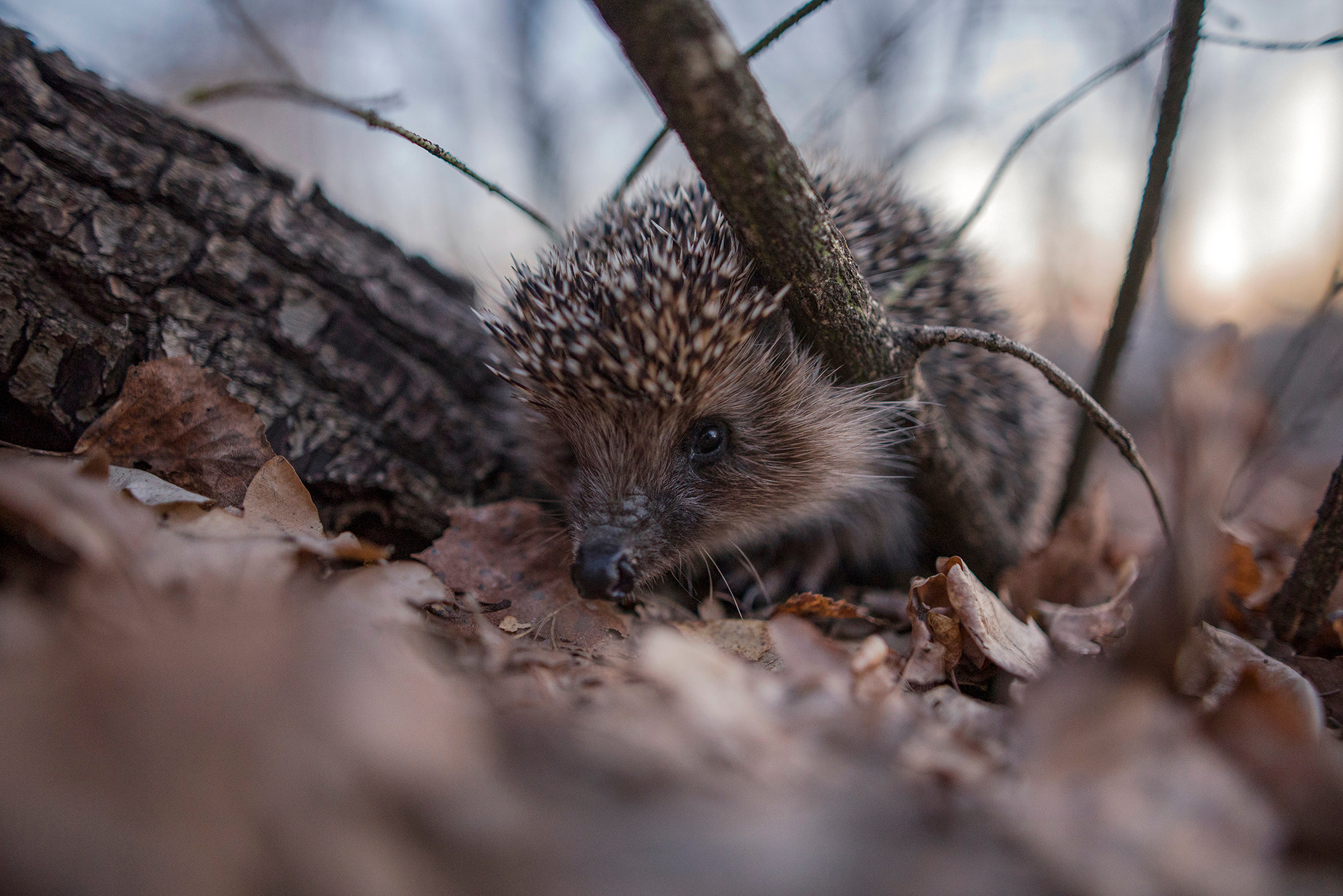 Пейзажный фотограф из Казани. Спортивный и репортажный фотограф Рустам Афлятунов в Казани