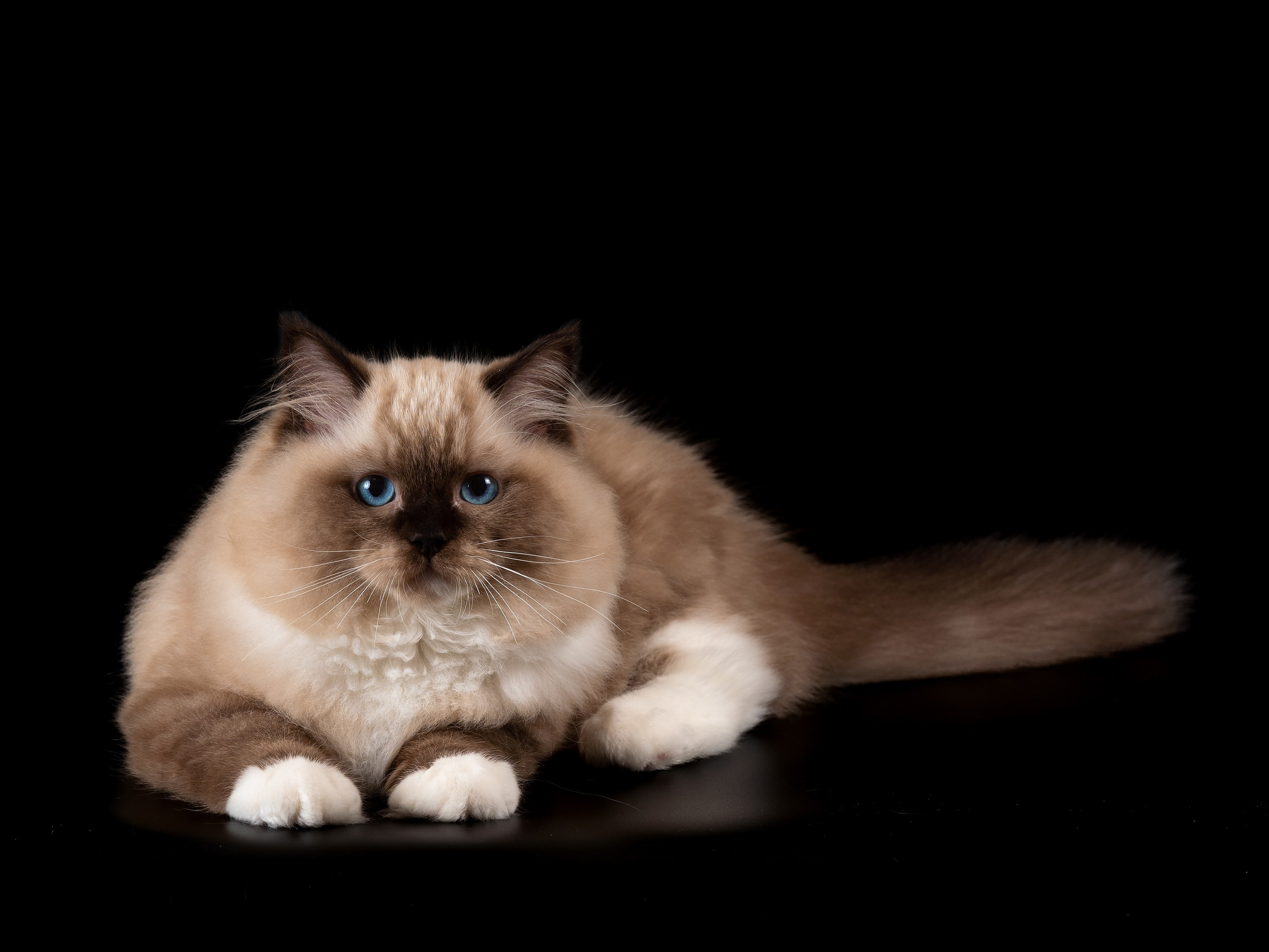 Съемка животных. Фуд, предметный и фотограф анималист в Нижнем Новгороде Иванов Максим