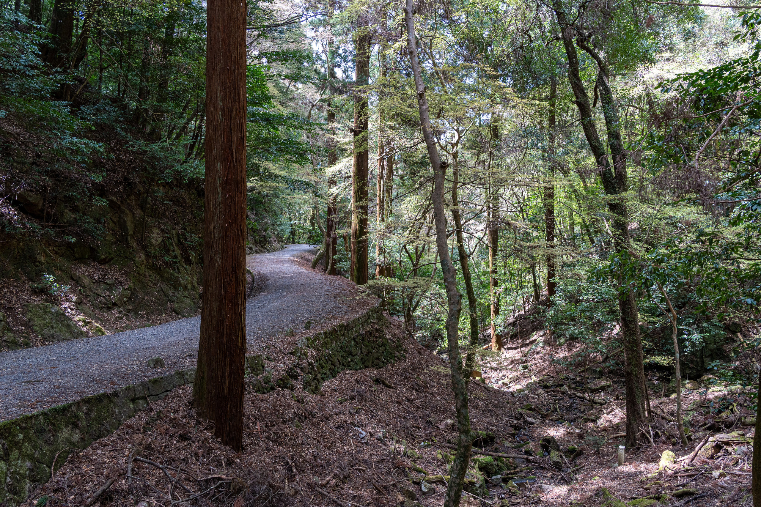 Япония, сакура. Творческие сьемки