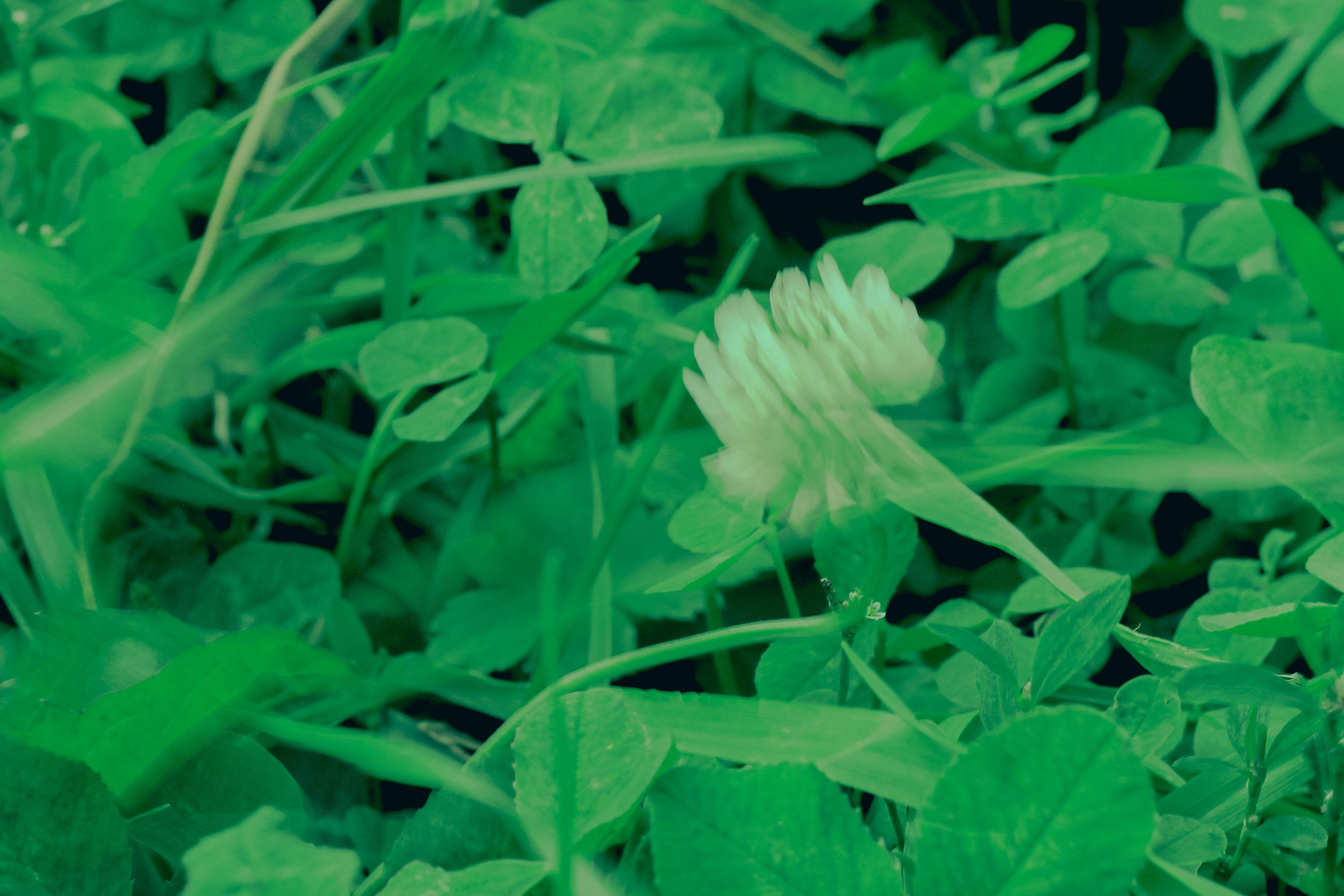 Парк у дома. Фотограф Москва, портрет, стрит, репортаж. Художественная фотосессия