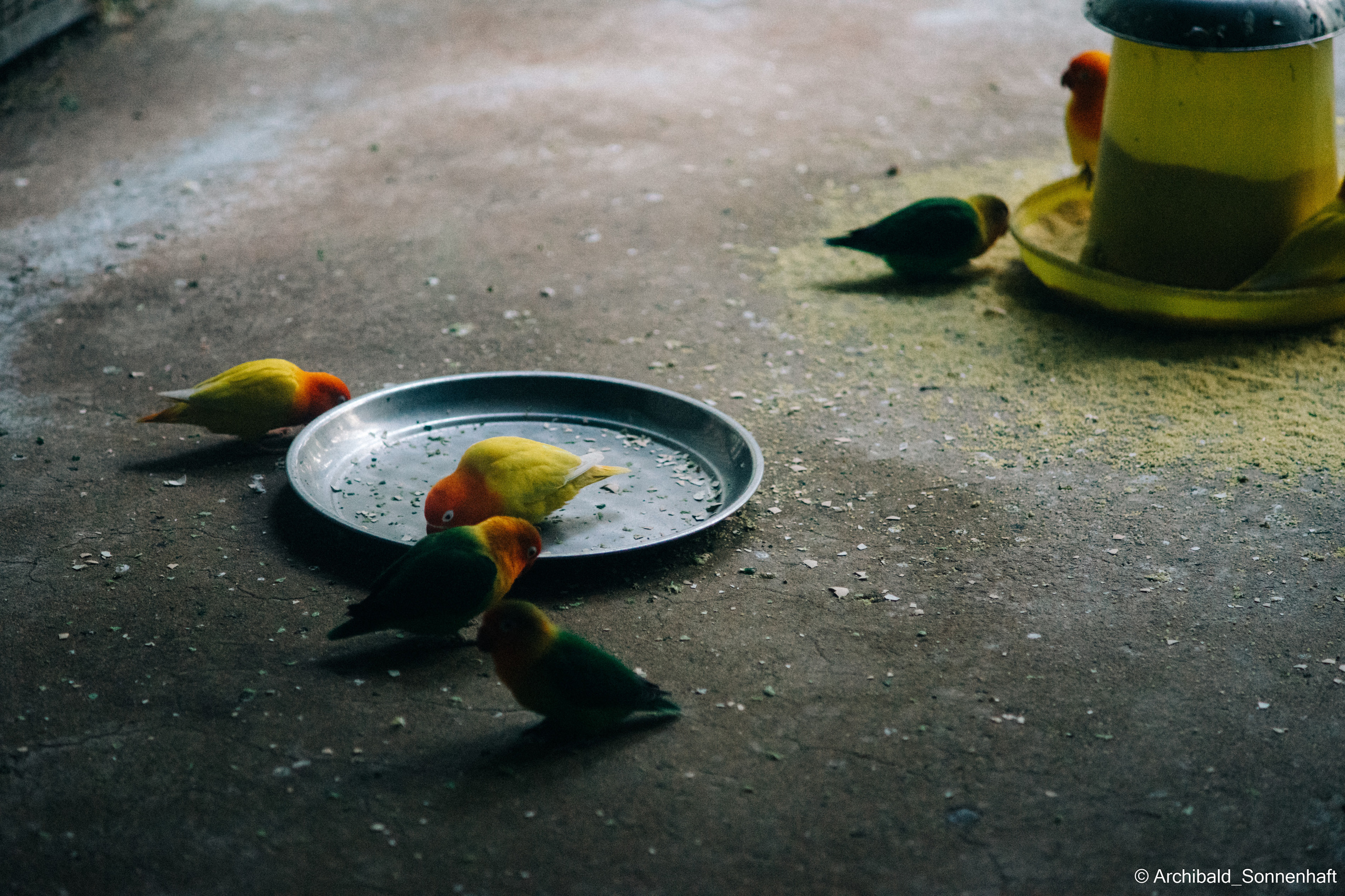 Zoo. Photographer in Guangzhou, China. Archibald Sonnenhaft