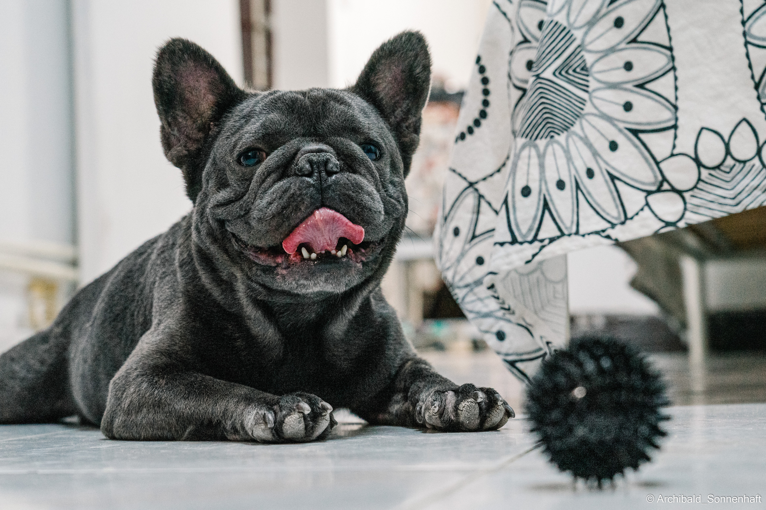 Cat and dog there. Photographer in Guangzhou, China. Archibald Sonnenhaft