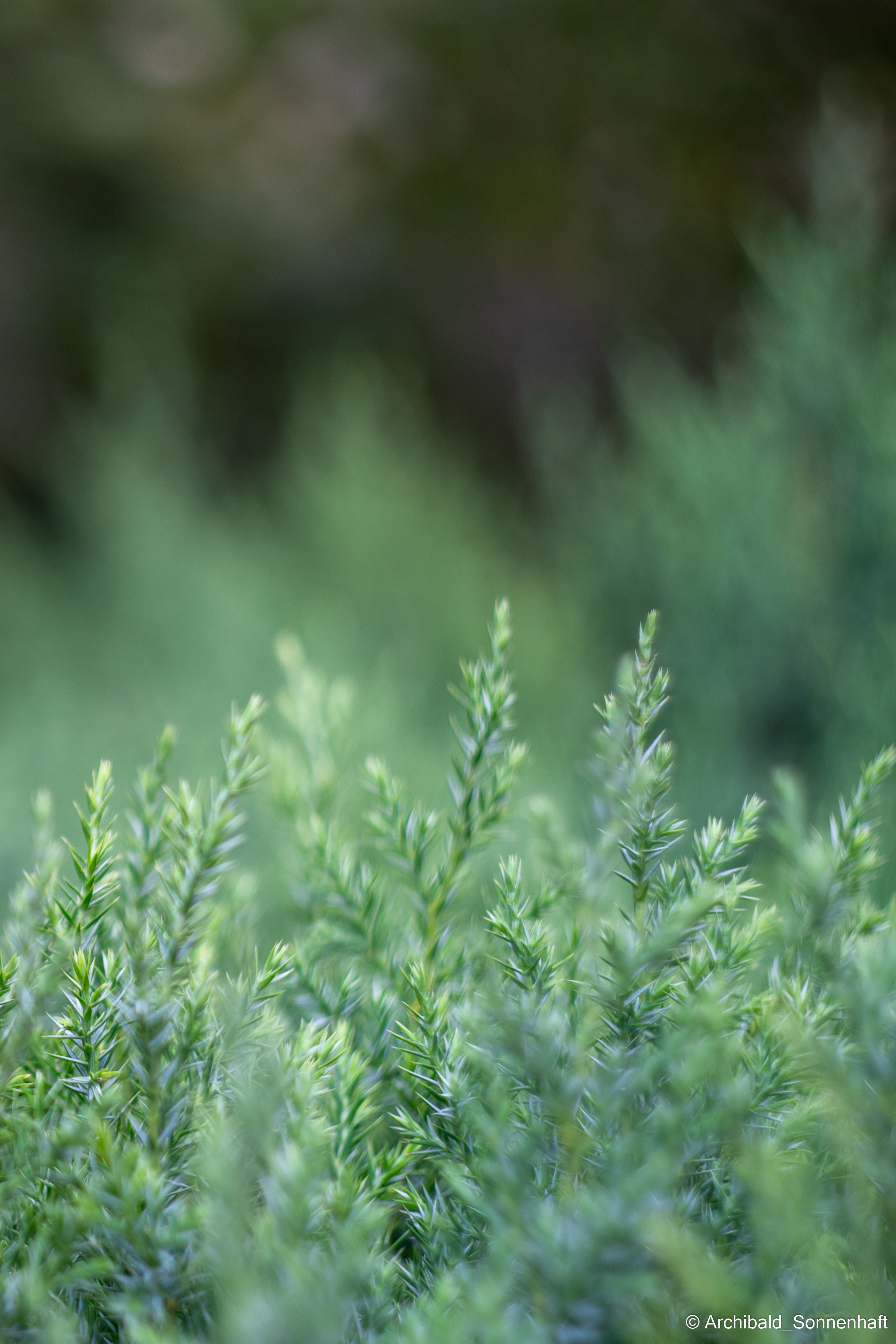 Light, beautiful, vertical. Photographer in Guangzhou, China. Archibald Sonnenhaft