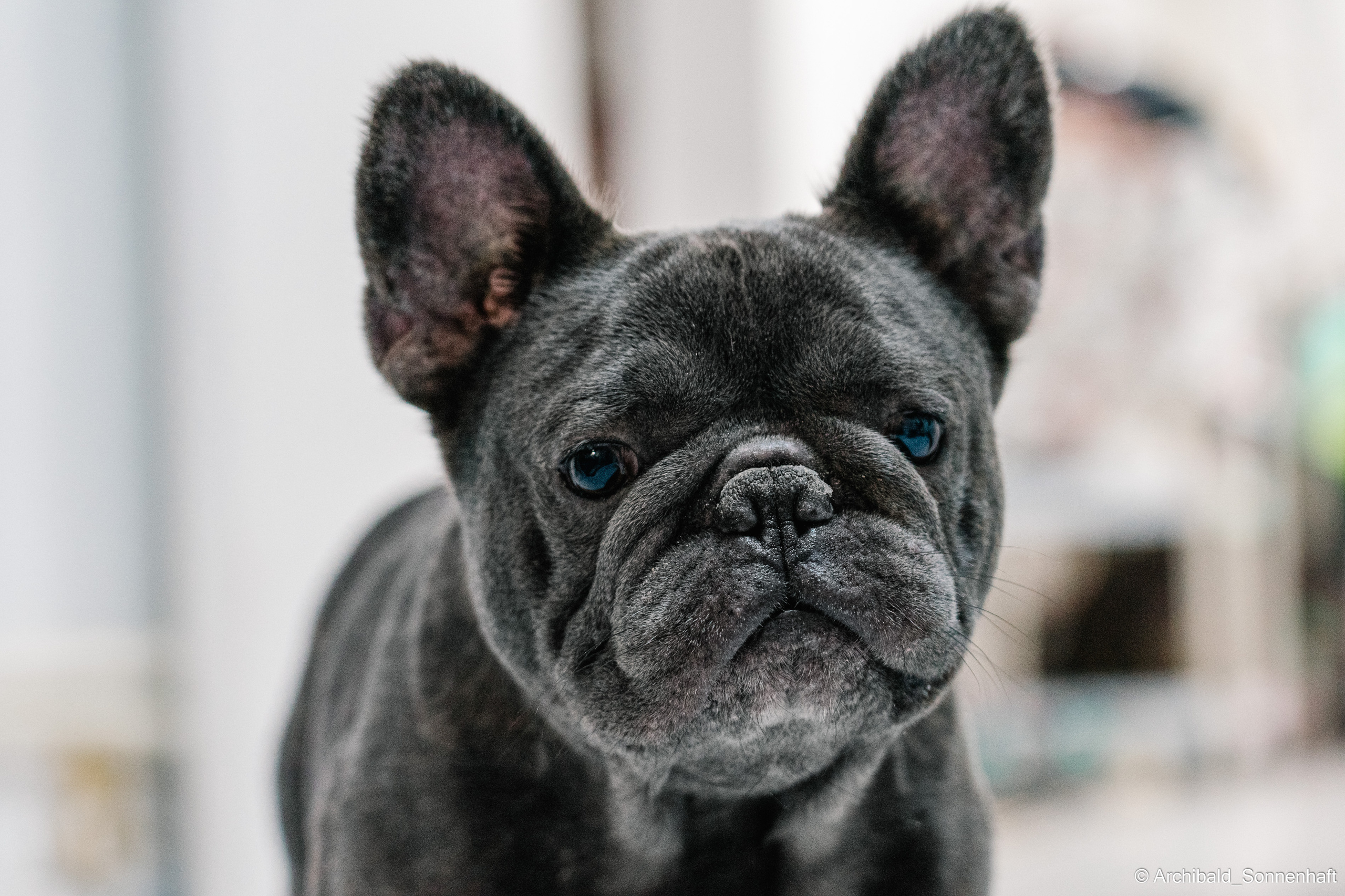 Cat and dog there. Photographer in Guangzhou, China. Archibald Sonnenhaft