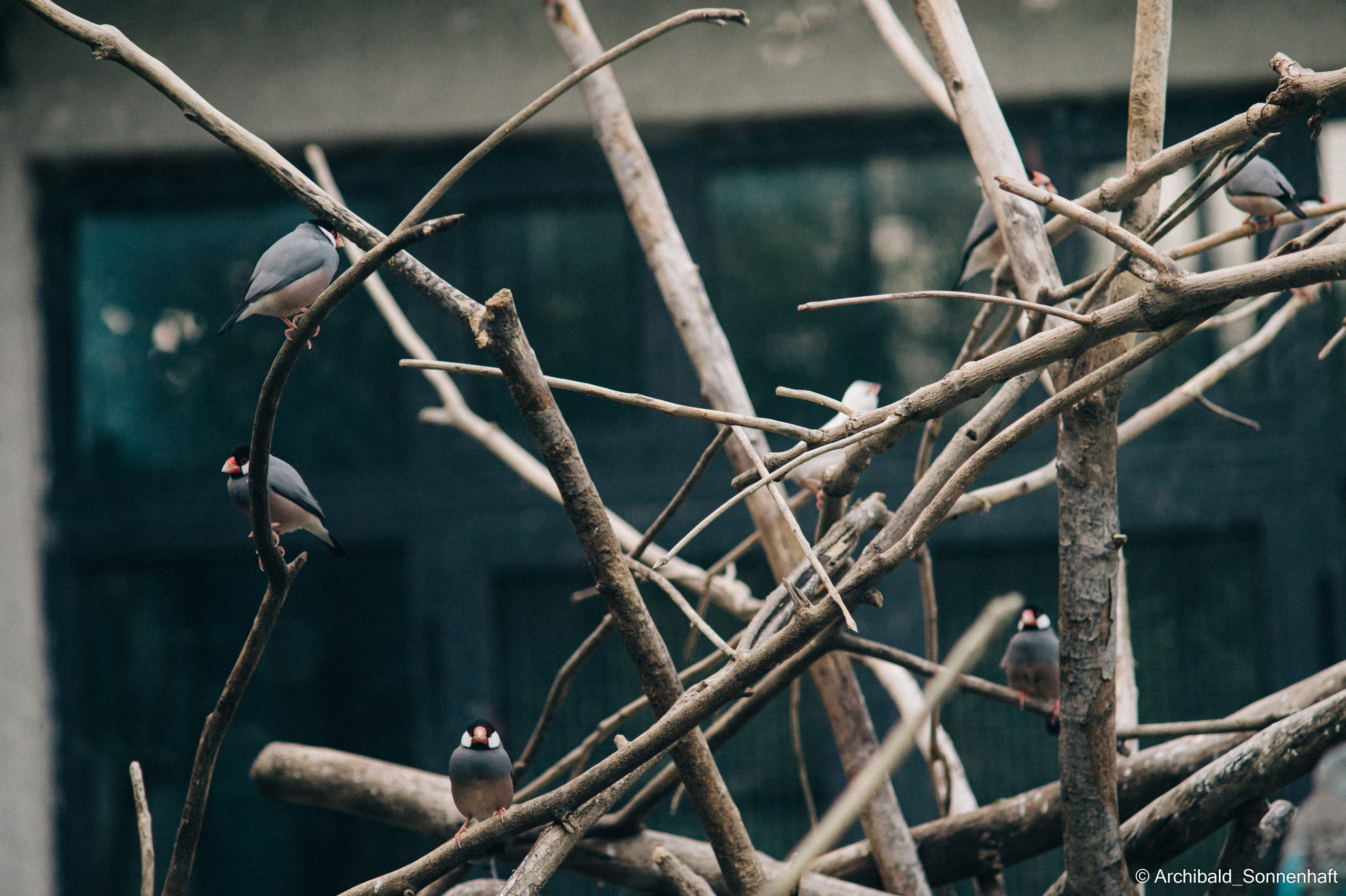 Zoo. Photographer in Guangzhou, China. Archibald Sonnenhaft