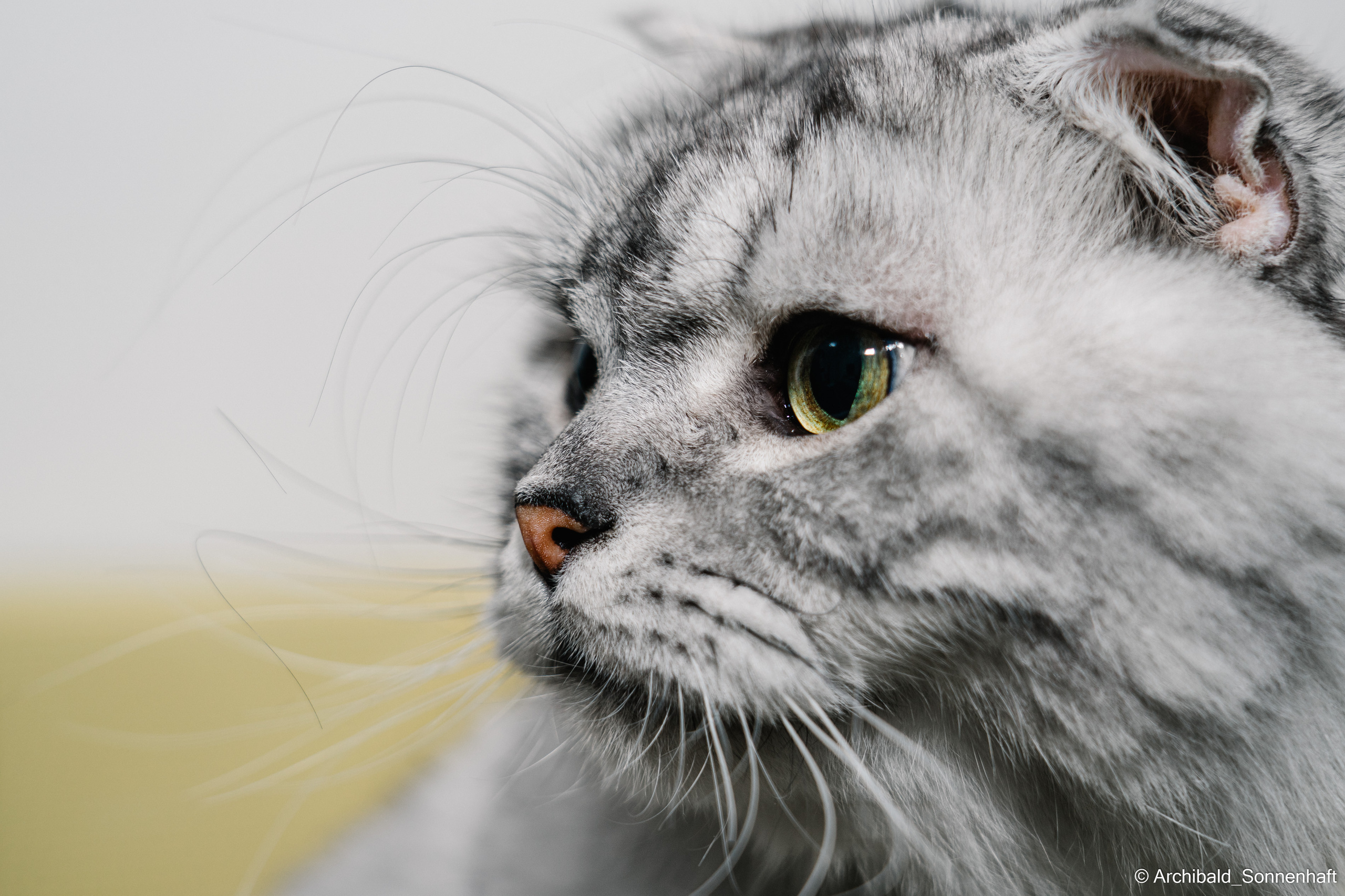 Cat and dog there. Photographer in Guangzhou, China. Archibald Sonnenhaft