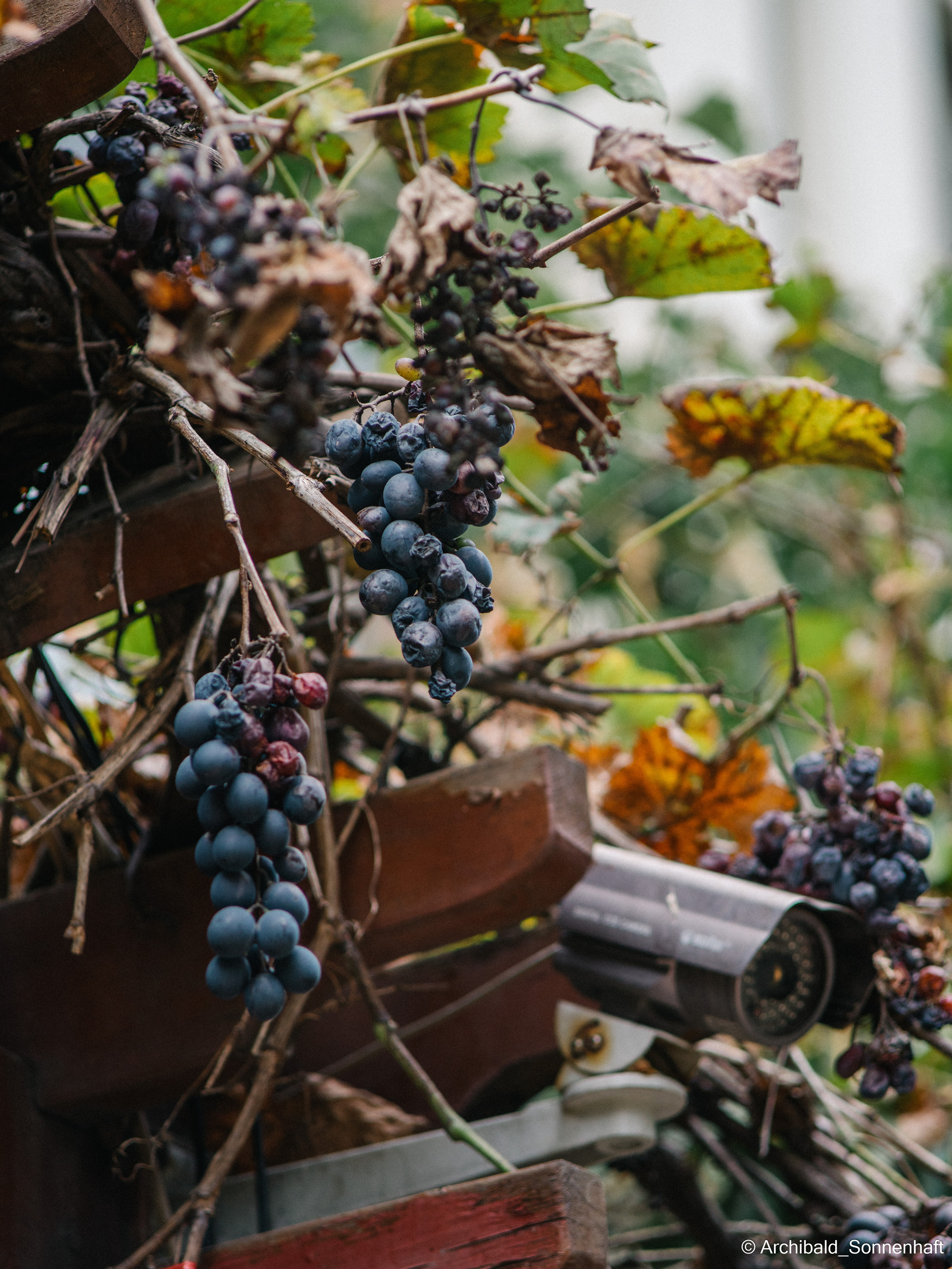 Watching cameras. Photographer in Guangzhou, China. Archibald Sonnenhaft