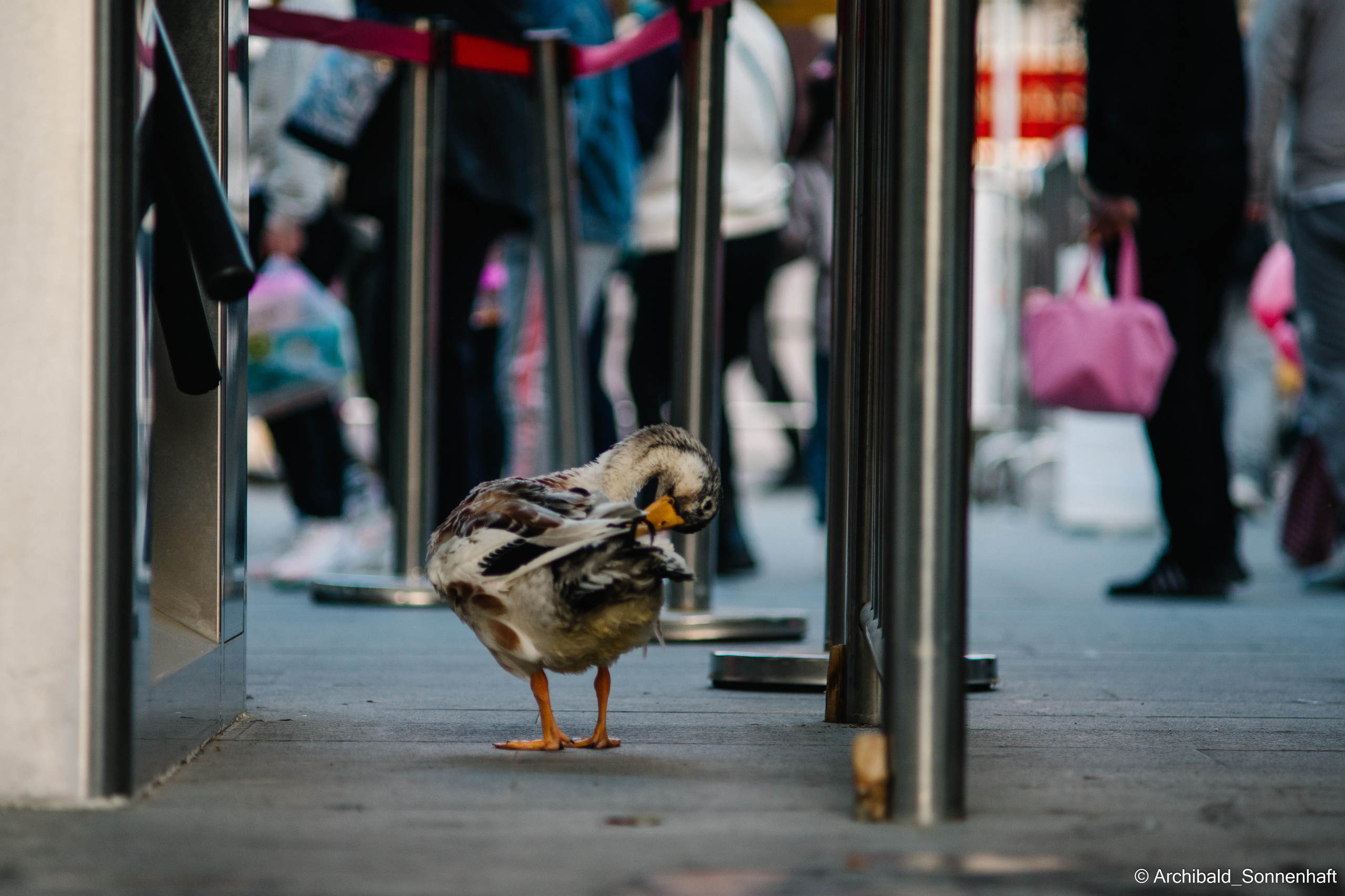 Zoo. Photographer in Guangzhou, China. Archibald Sonnenhaft