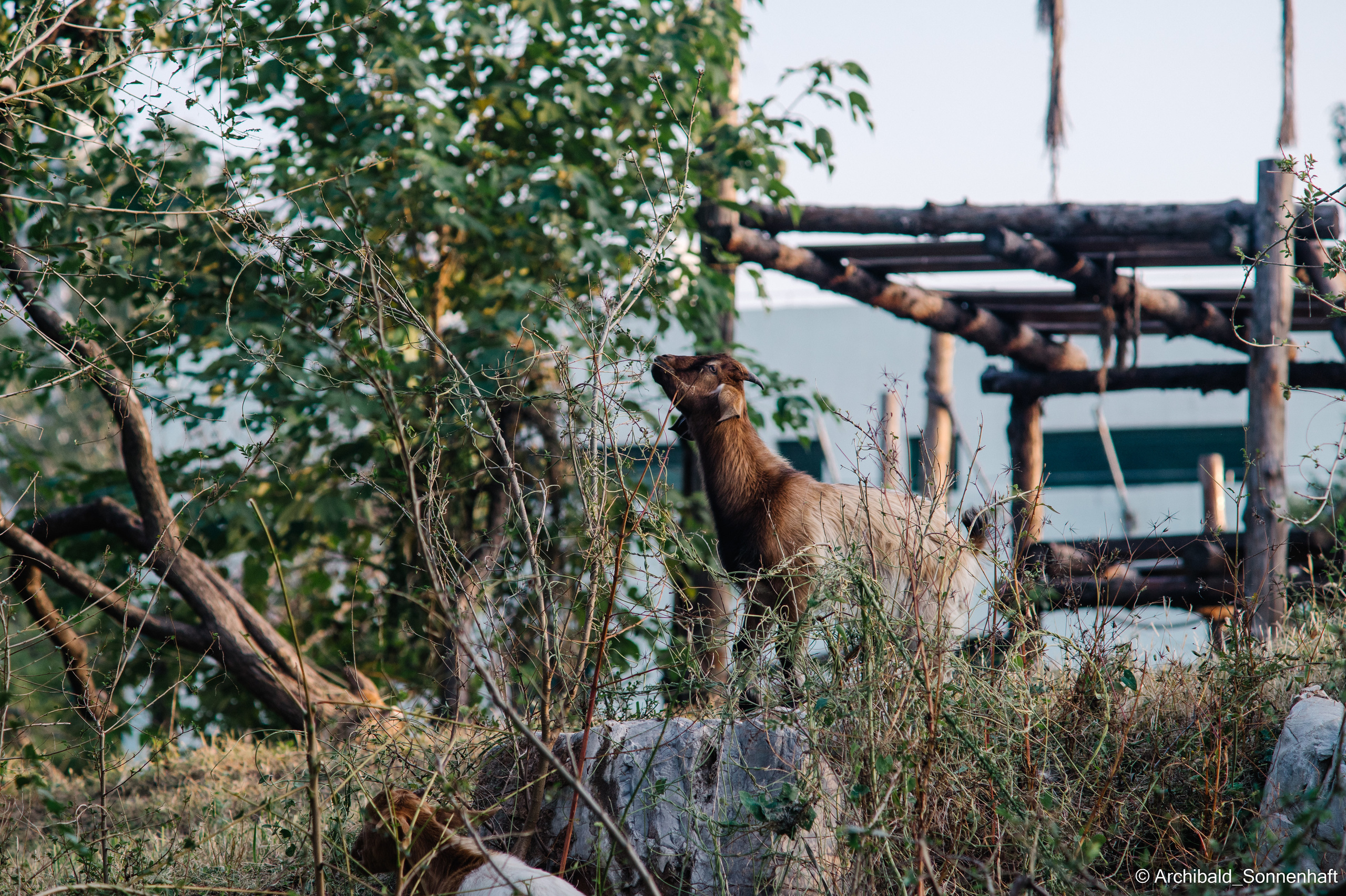 Zoo. Photographer in Guangzhou, China. Archibald Sonnenhaft
