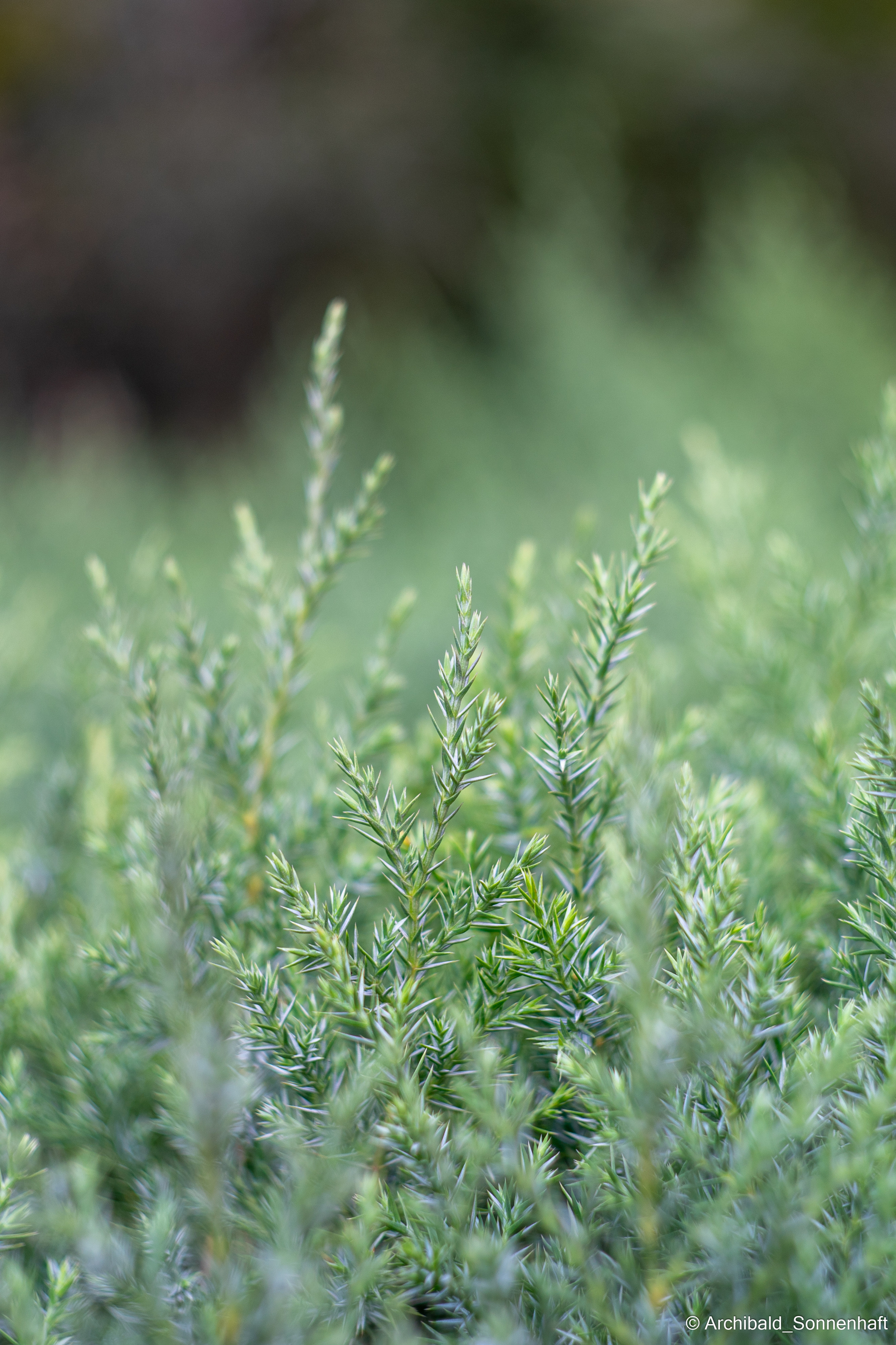 Light, beautiful, vertical. Photographer in Guangzhou, China. Archibald Sonnenhaft