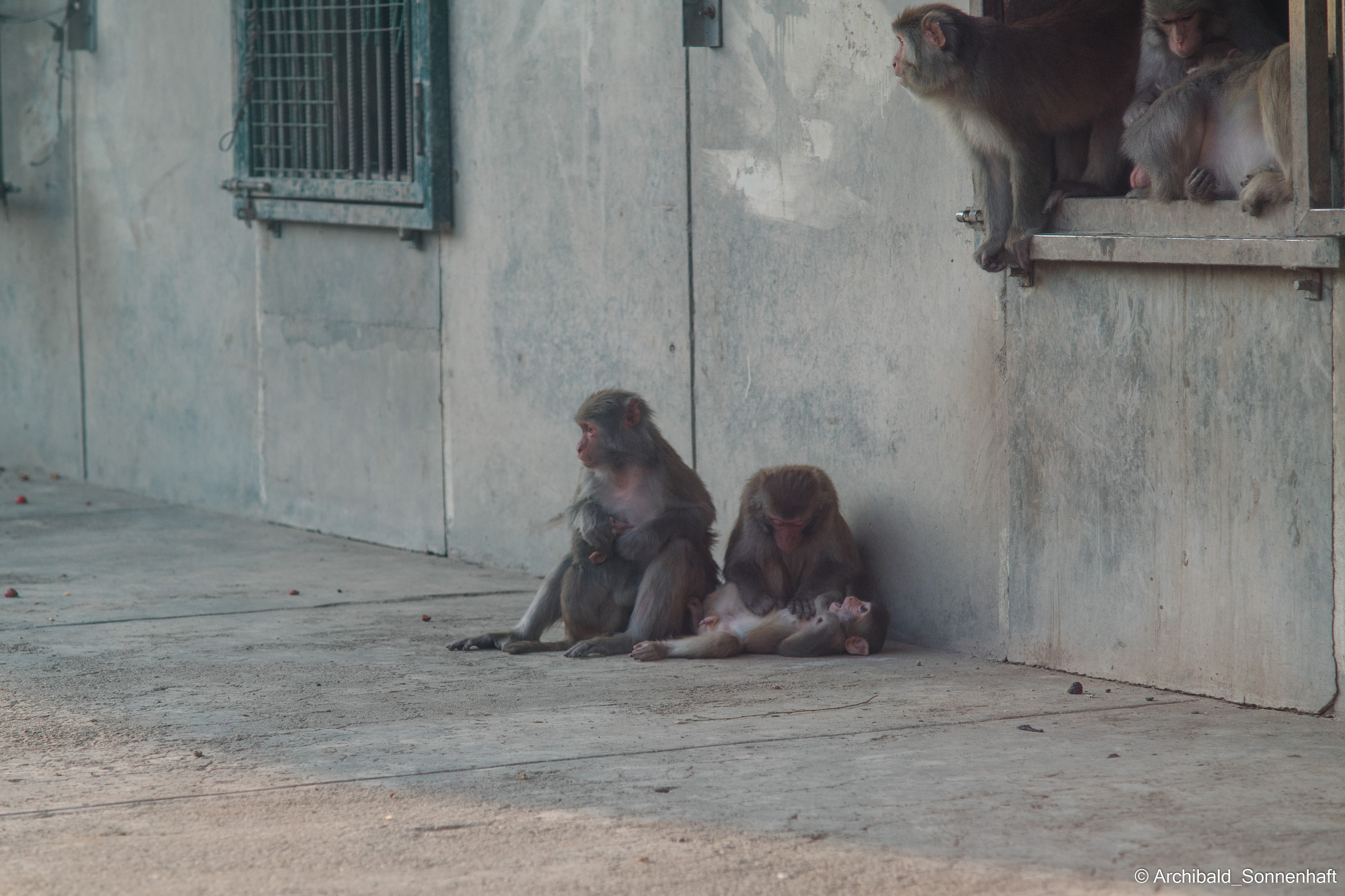 Zoo. Photographer in Guangzhou, China. Archibald Sonnenhaft
