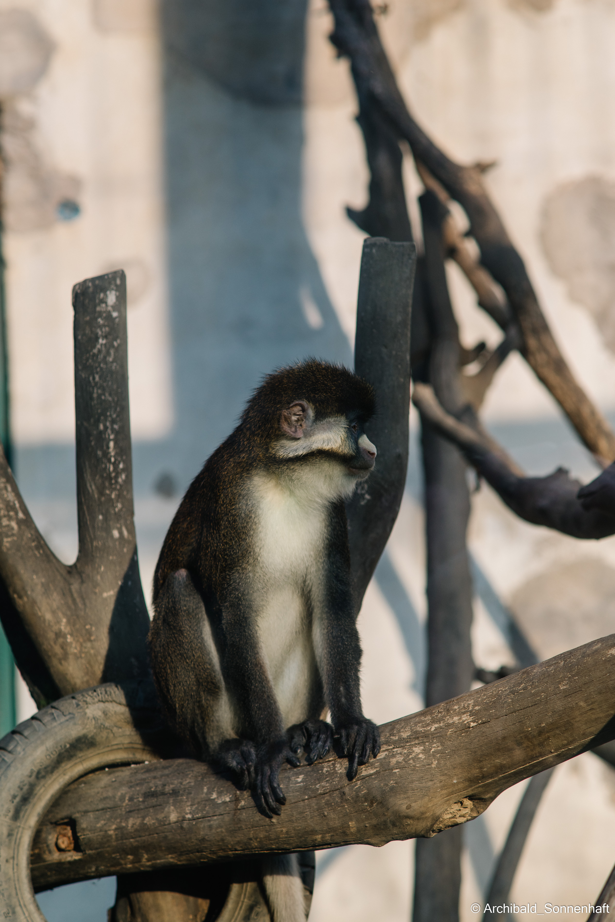 Zoo. Photographer in Guangzhou, China. Archibald Sonnenhaft