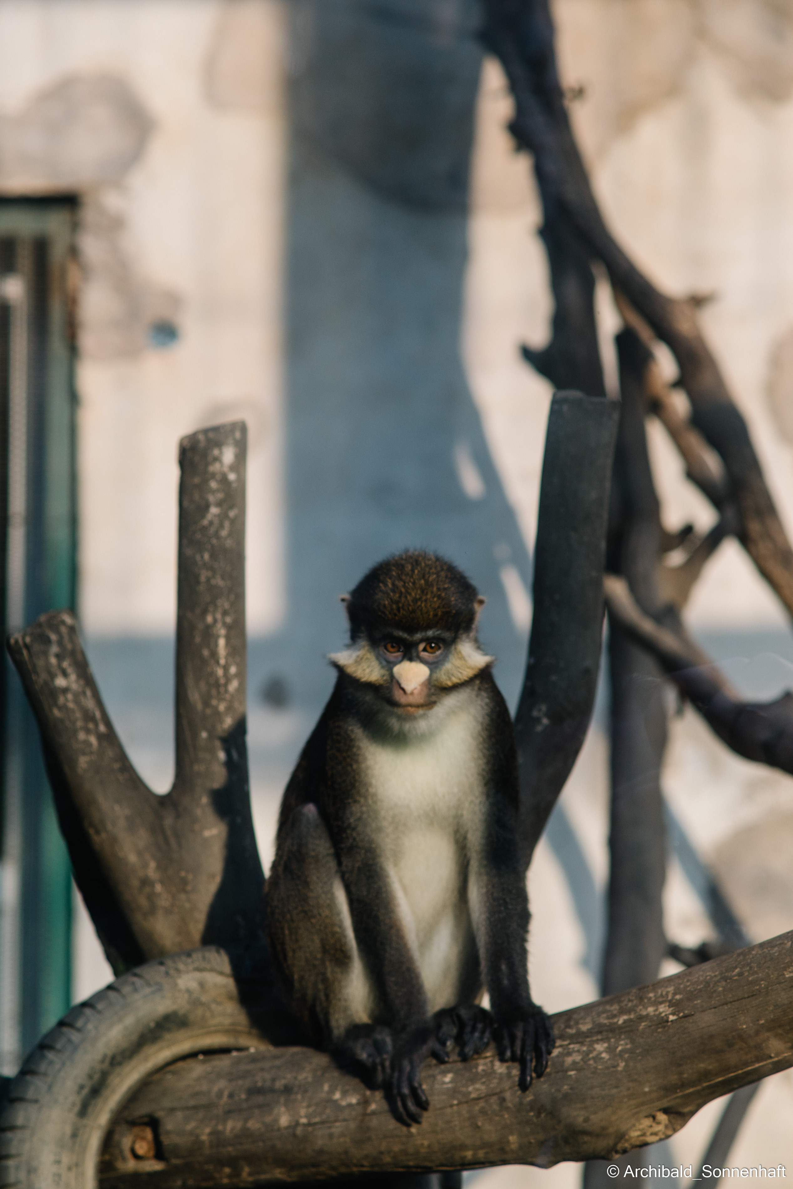 Zoo. Photographer in Guangzhou, China. Archibald Sonnenhaft