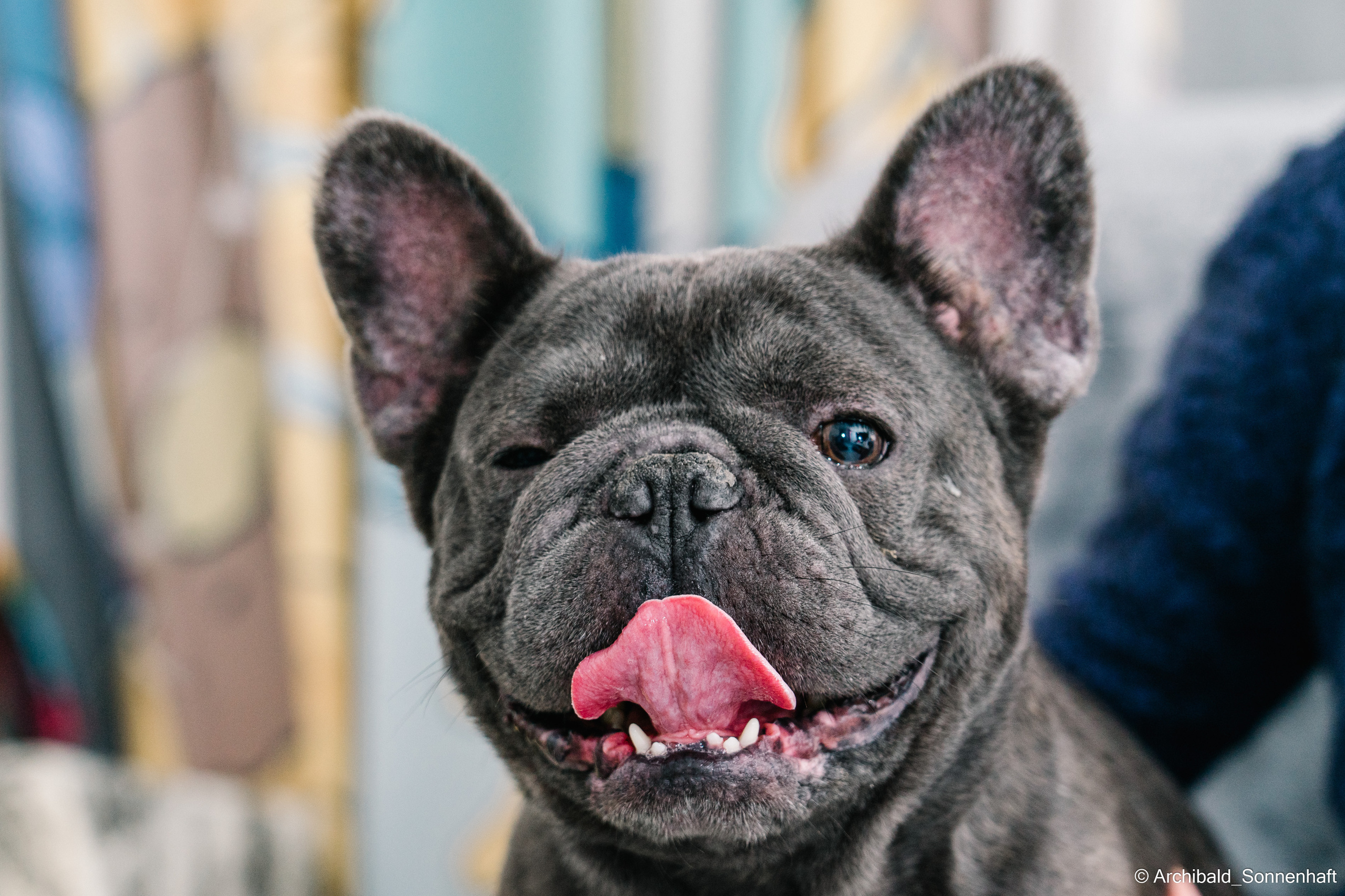 Cat and dog there. Photographer in Guangzhou, China. Archibald Sonnenhaft