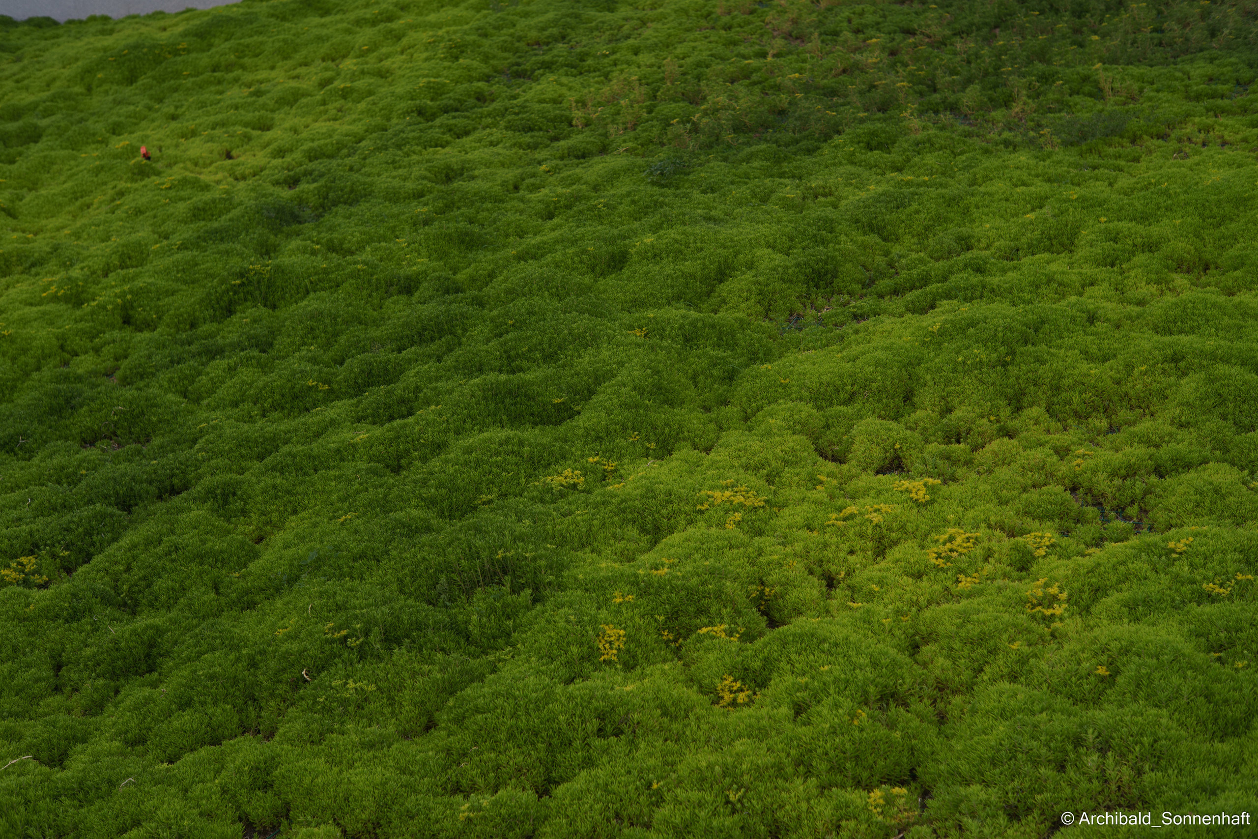 Soft, beautiful, horizontal. Photographer in Guangzhou, China. Archibald Sonnenhaft