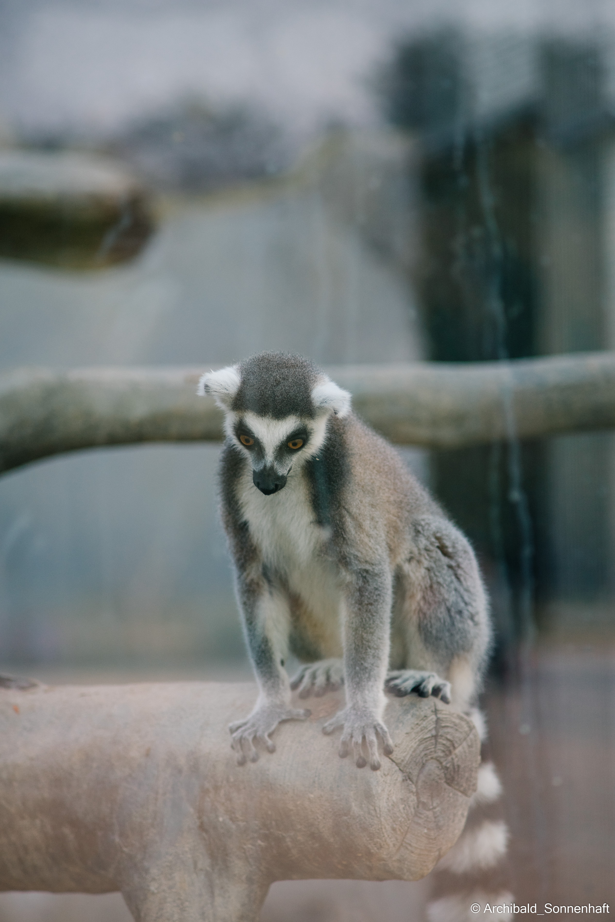 Zoo. Photographer in Guangzhou, China. Archibald Sonnenhaft
