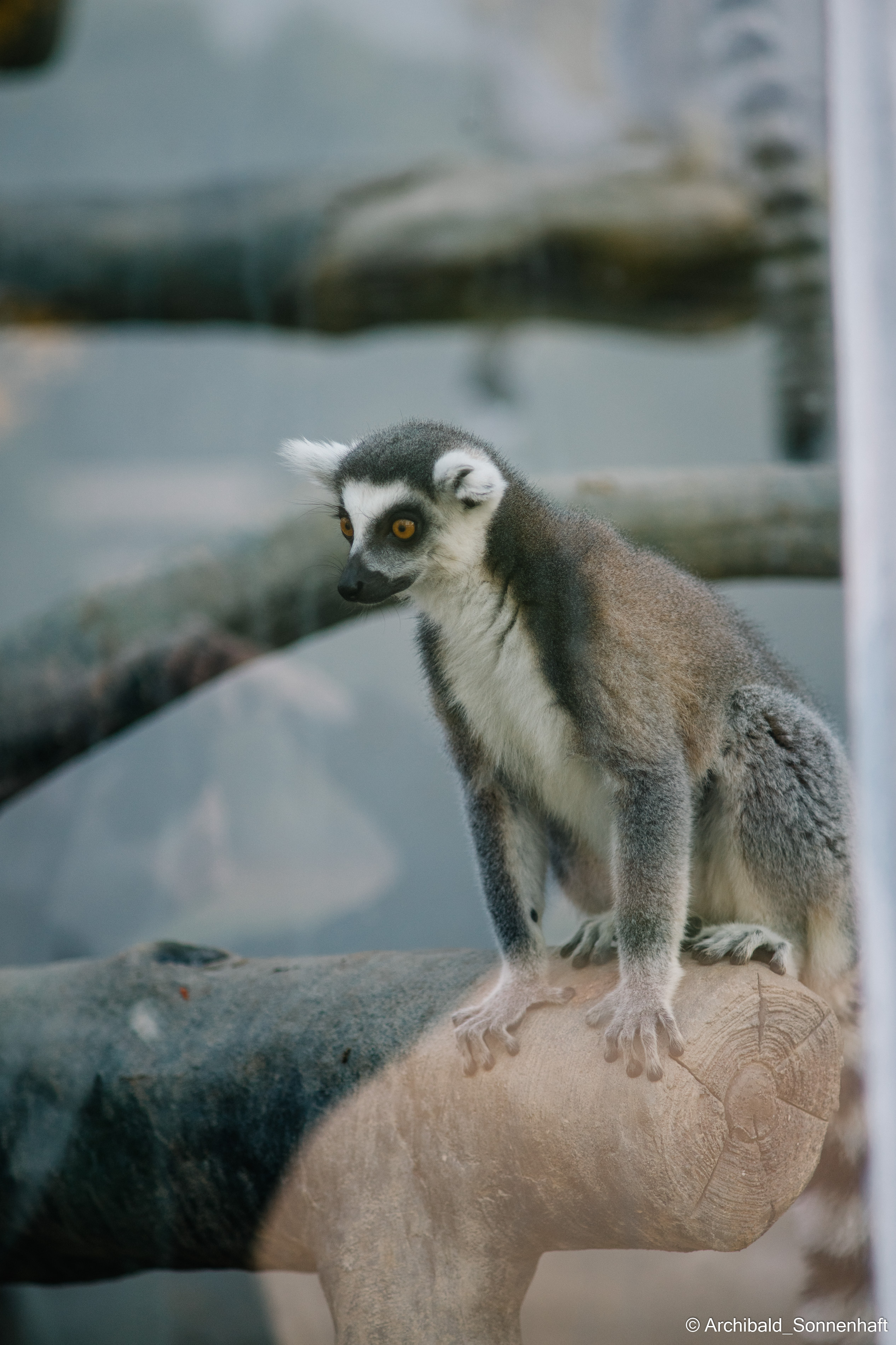 Zoo. Photographer in Guangzhou, China. Archibald Sonnenhaft