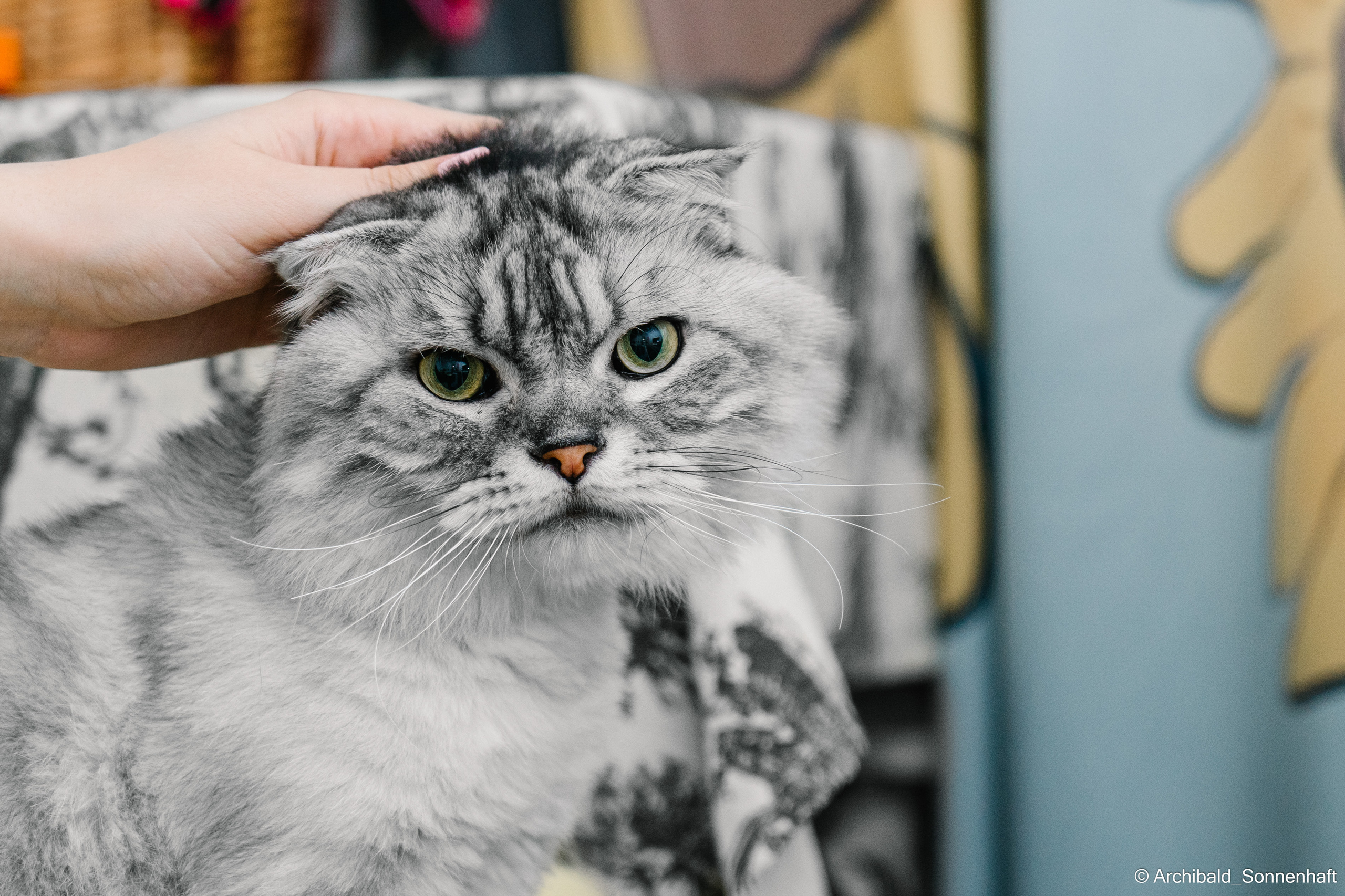Cat and dog there. Photographer in Guangzhou, China. Archibald Sonnenhaft