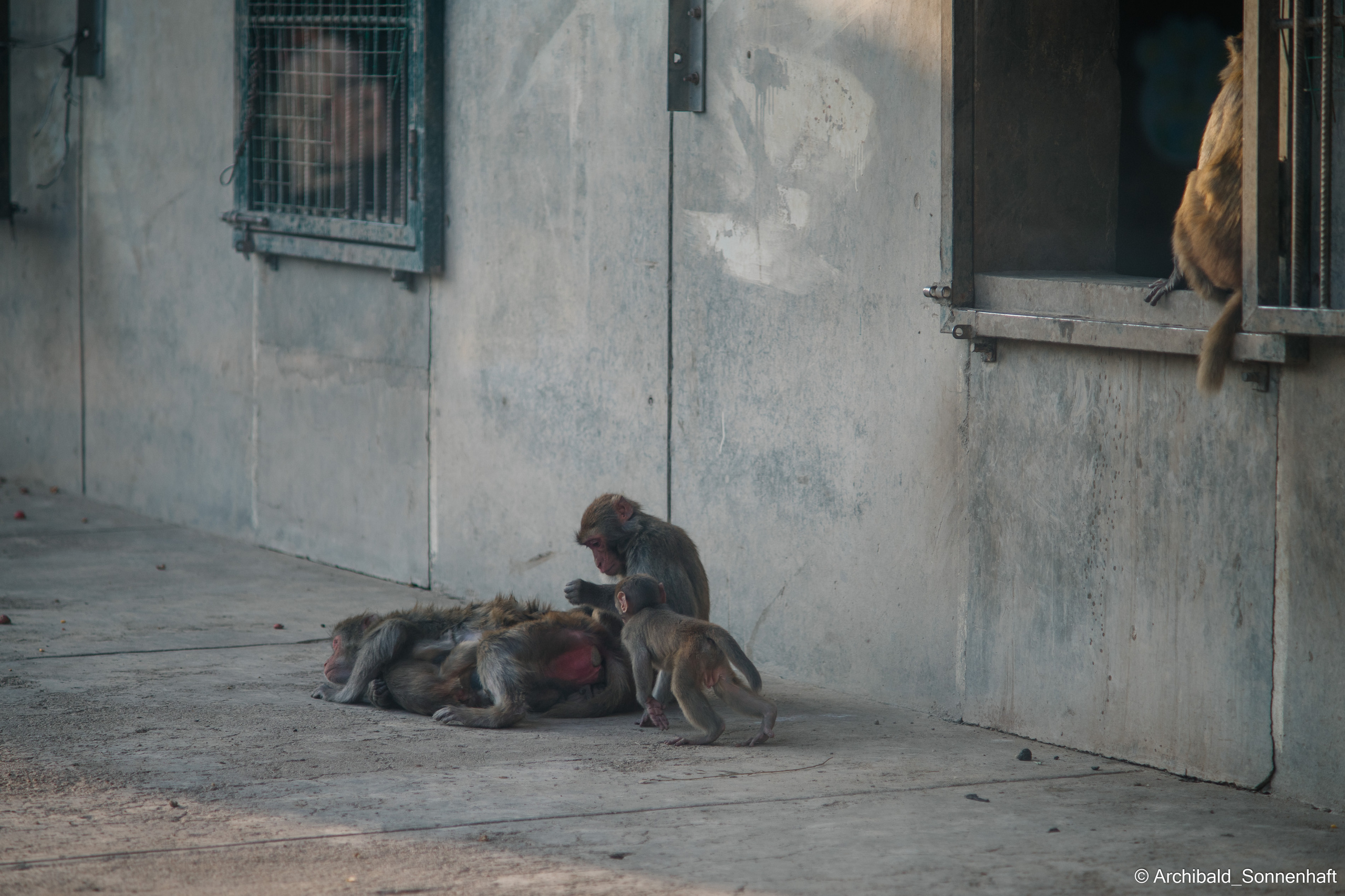 Zoo. Photographer in Guangzhou, China. Archibald Sonnenhaft