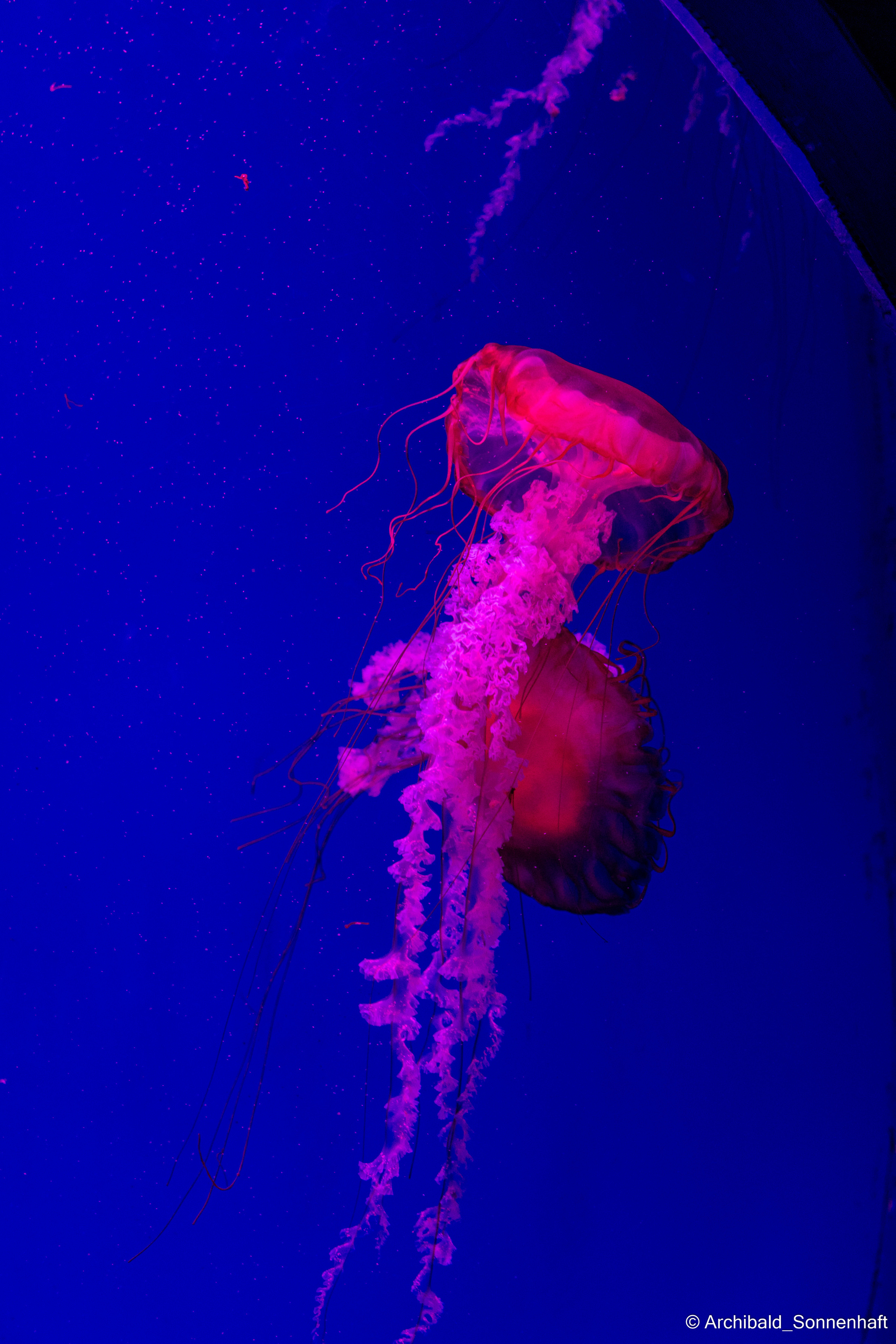 Light, beautiful, vertical. Photographer in Guangzhou, China. Archibald Sonnenhaft