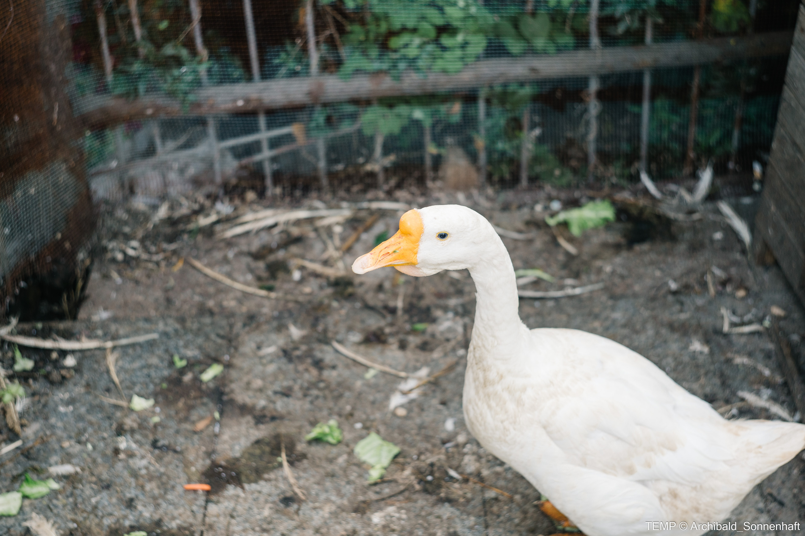 Small tourist island (Yantai district, China). Photographer in Guangzhou, China. Archibald Sonnenhaft