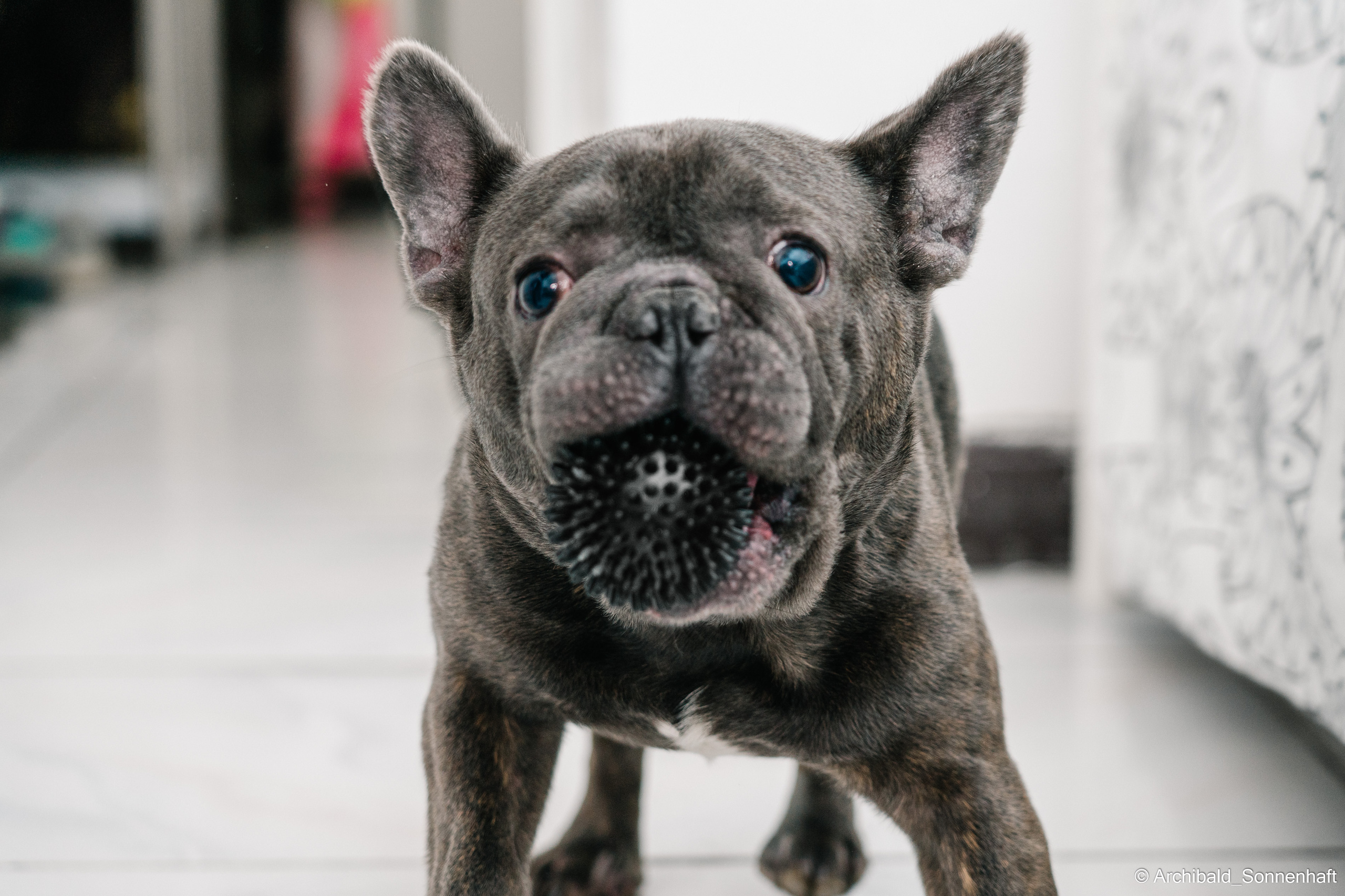 Cat and dog there. Photographer in Guangzhou, China. Archibald Sonnenhaft