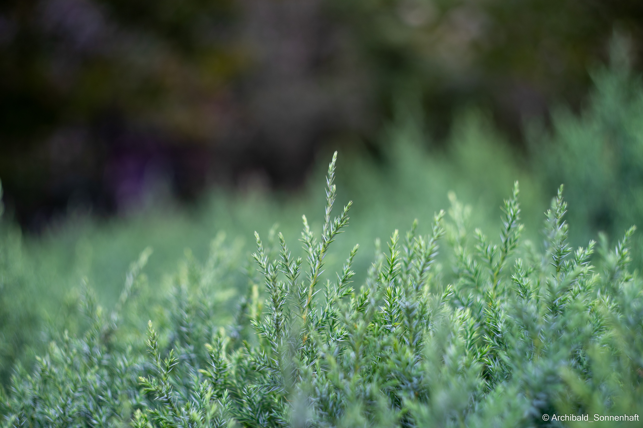 Soft, beautiful, horizontal. Photographer in Guangzhou, China. Archibald Sonnenhaft