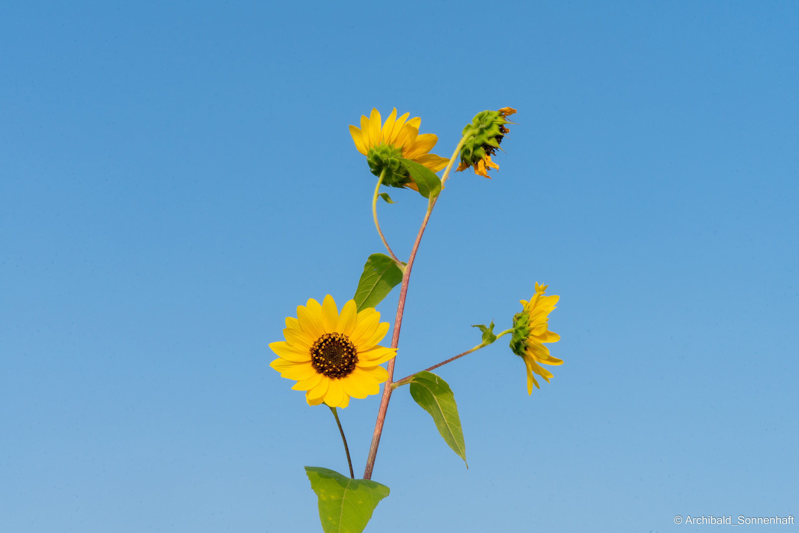 Soft, beautiful, horizontal. Photographer in Guangzhou, China. Archibald Sonnenhaft