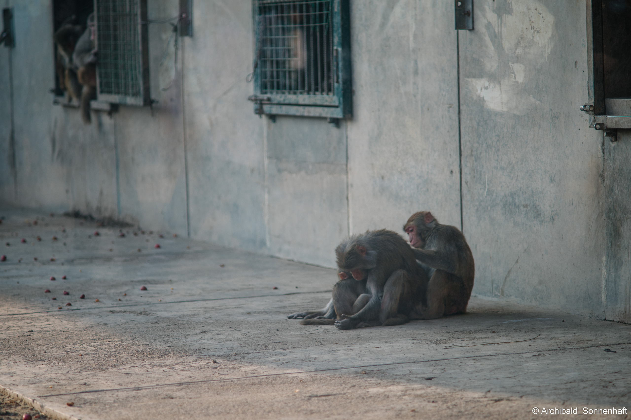 Zoo. Photographer in Guangzhou, China. Archibald Sonnenhaft