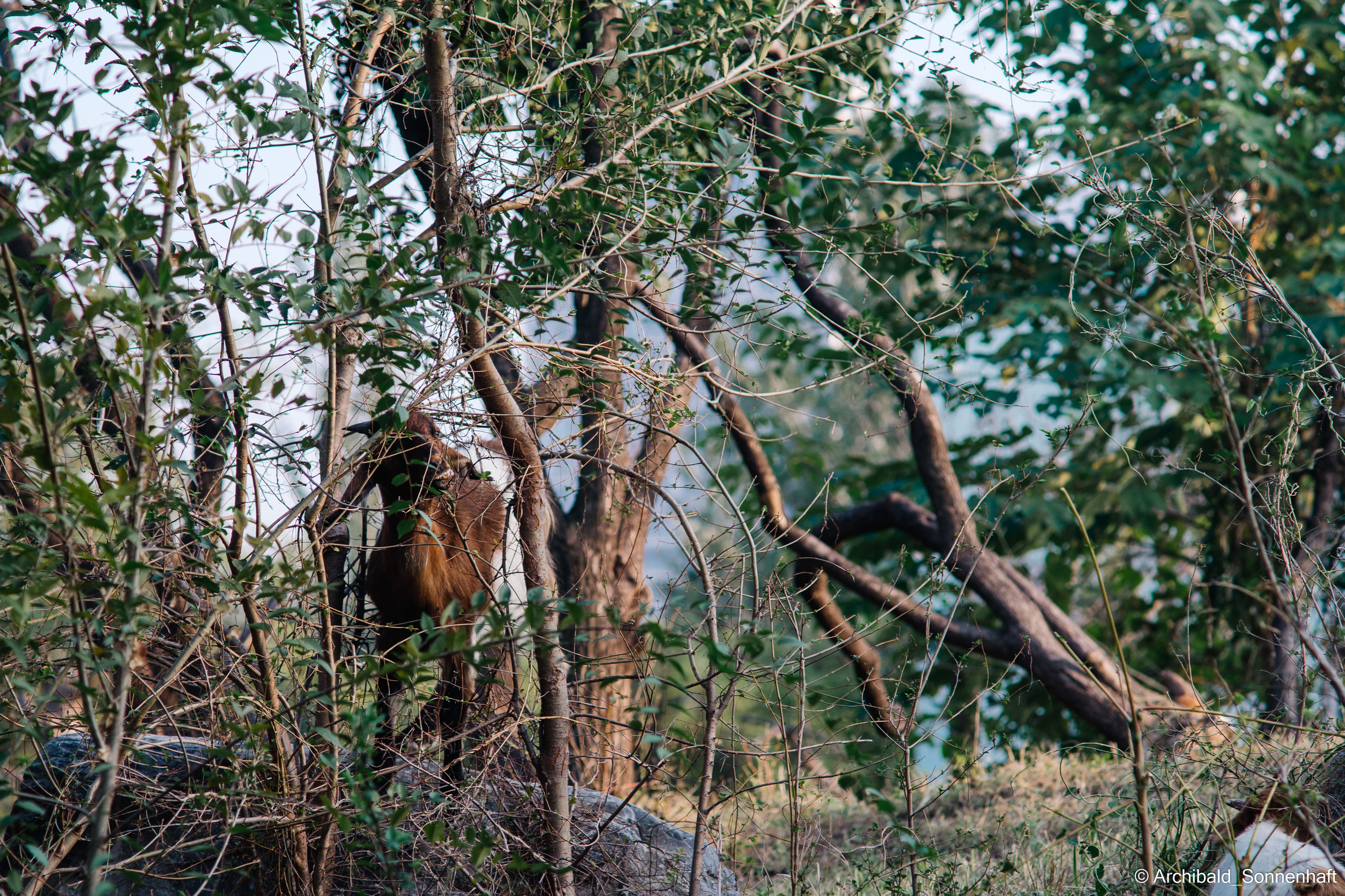 Zoo. Photographer in Guangzhou, China. Archibald Sonnenhaft