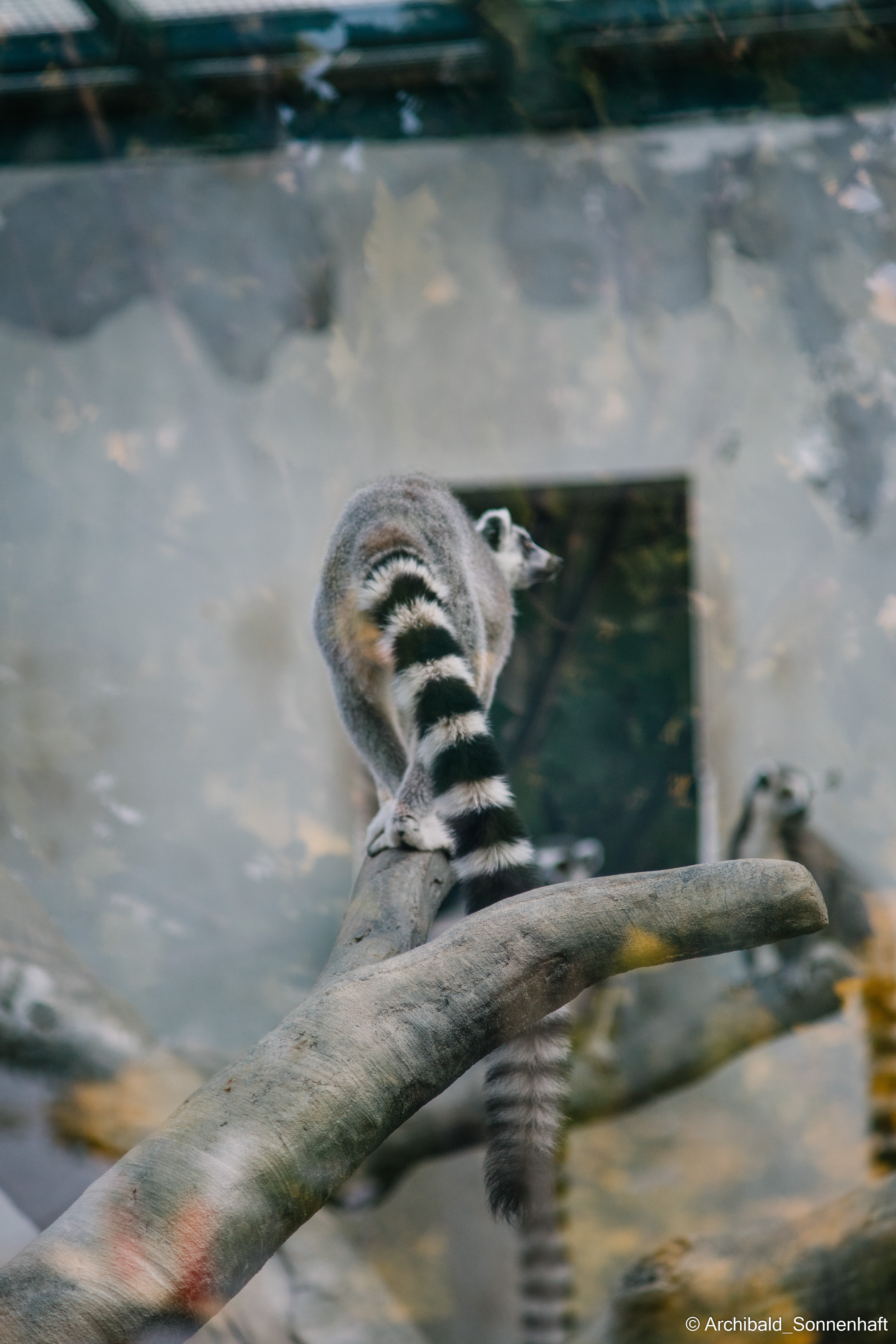Zoo. Photographer in Guangzhou, China. Archibald Sonnenhaft