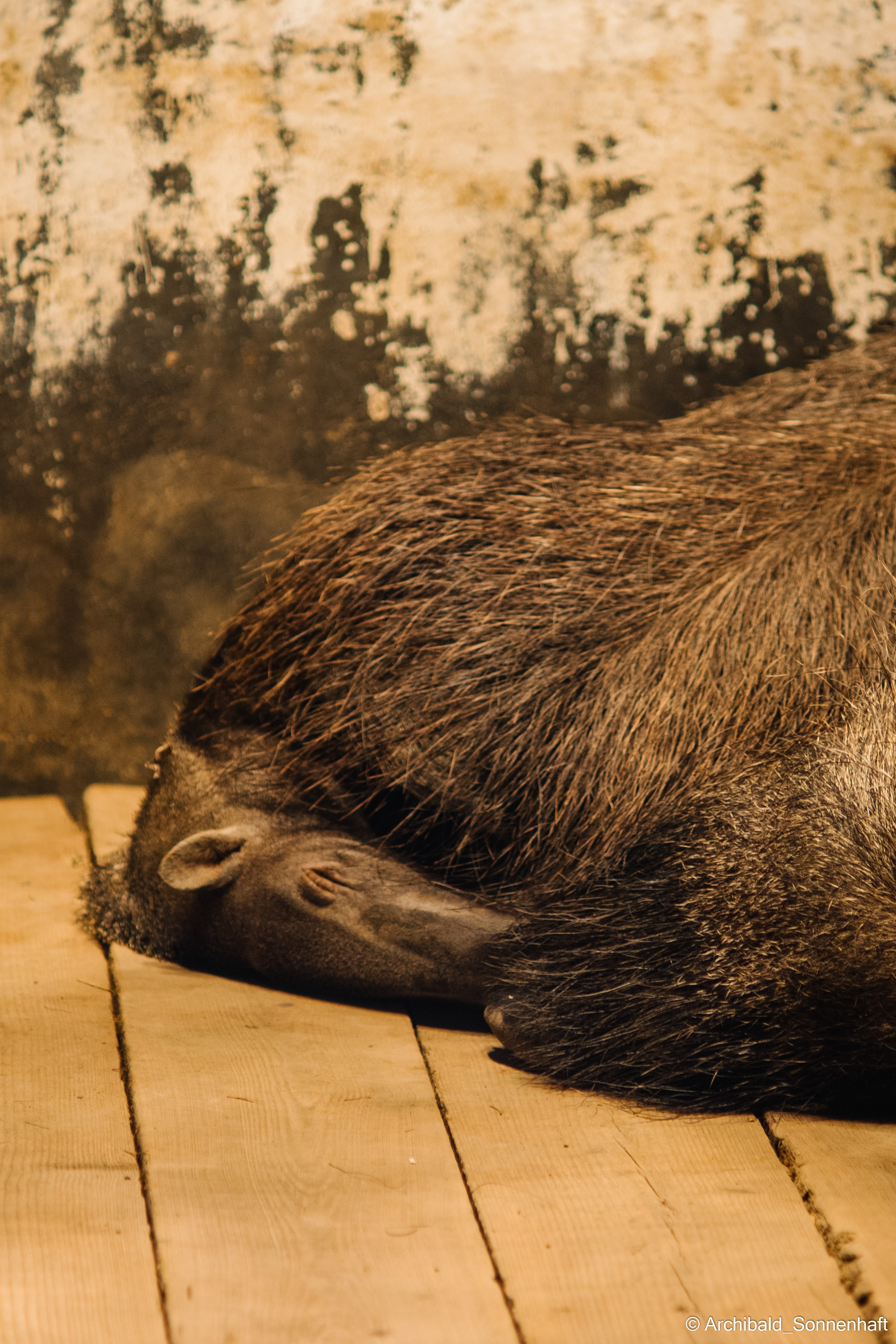 Zoo. Photographer in Guangzhou, China. Archibald Sonnenhaft