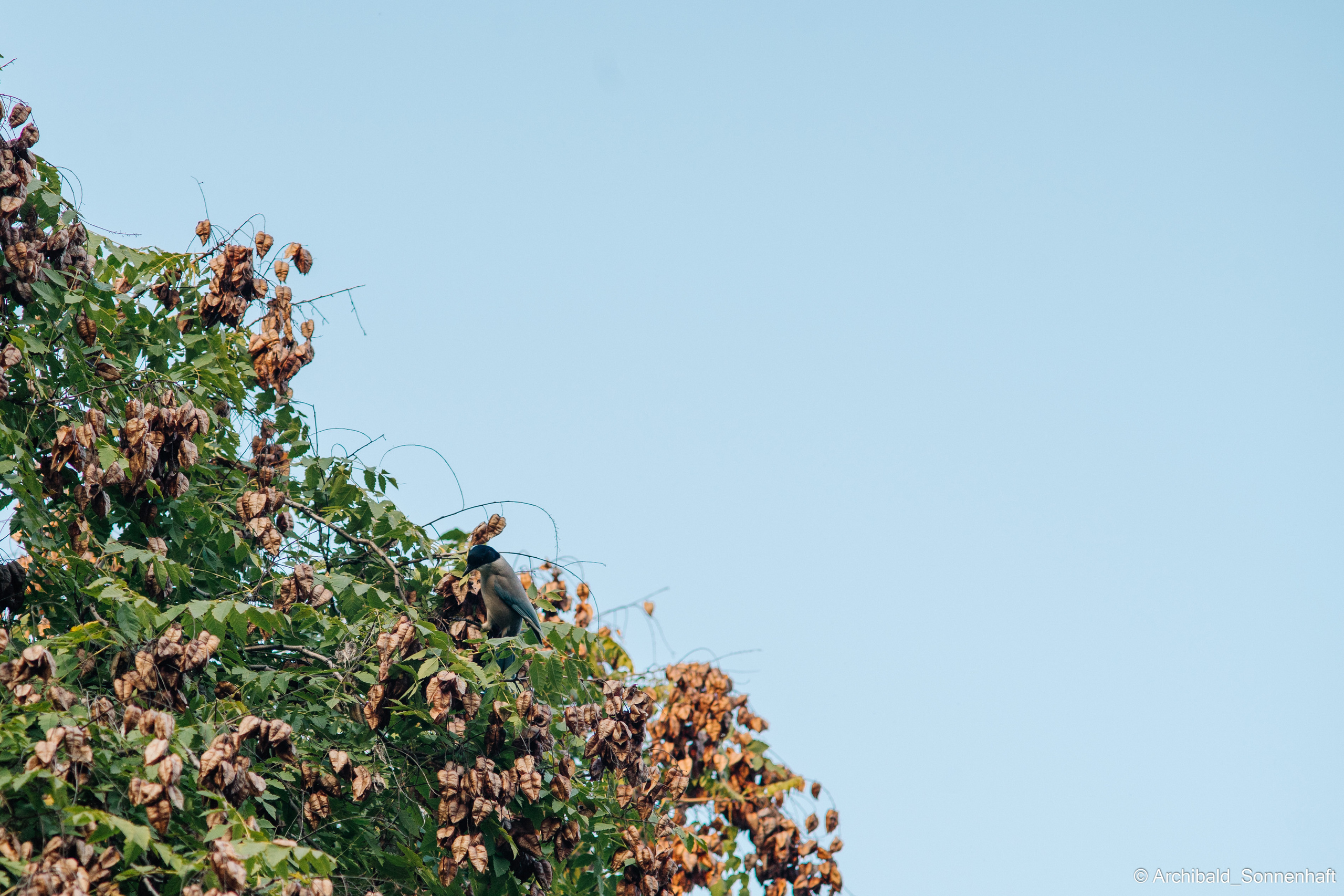 Zoo. Photographer in Guangzhou, China. Archibald Sonnenhaft