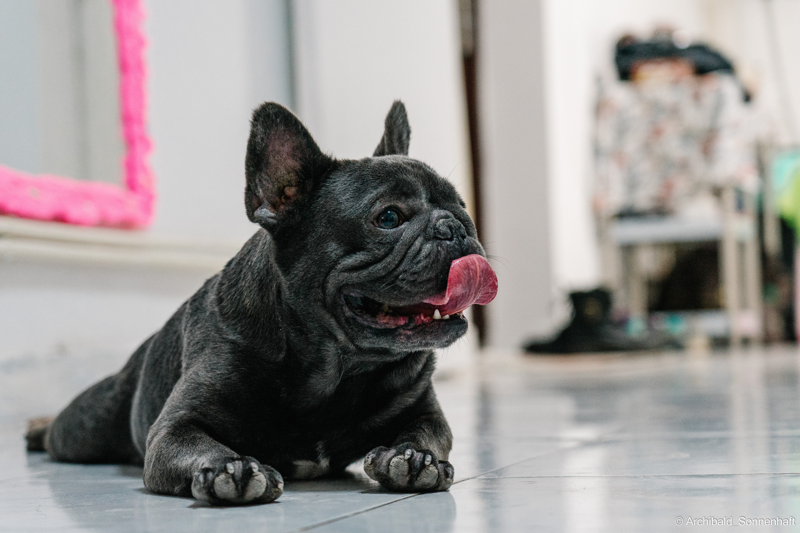 Cat and dog there. Photographer in Guangzhou, China. Archibald Sonnenhaft