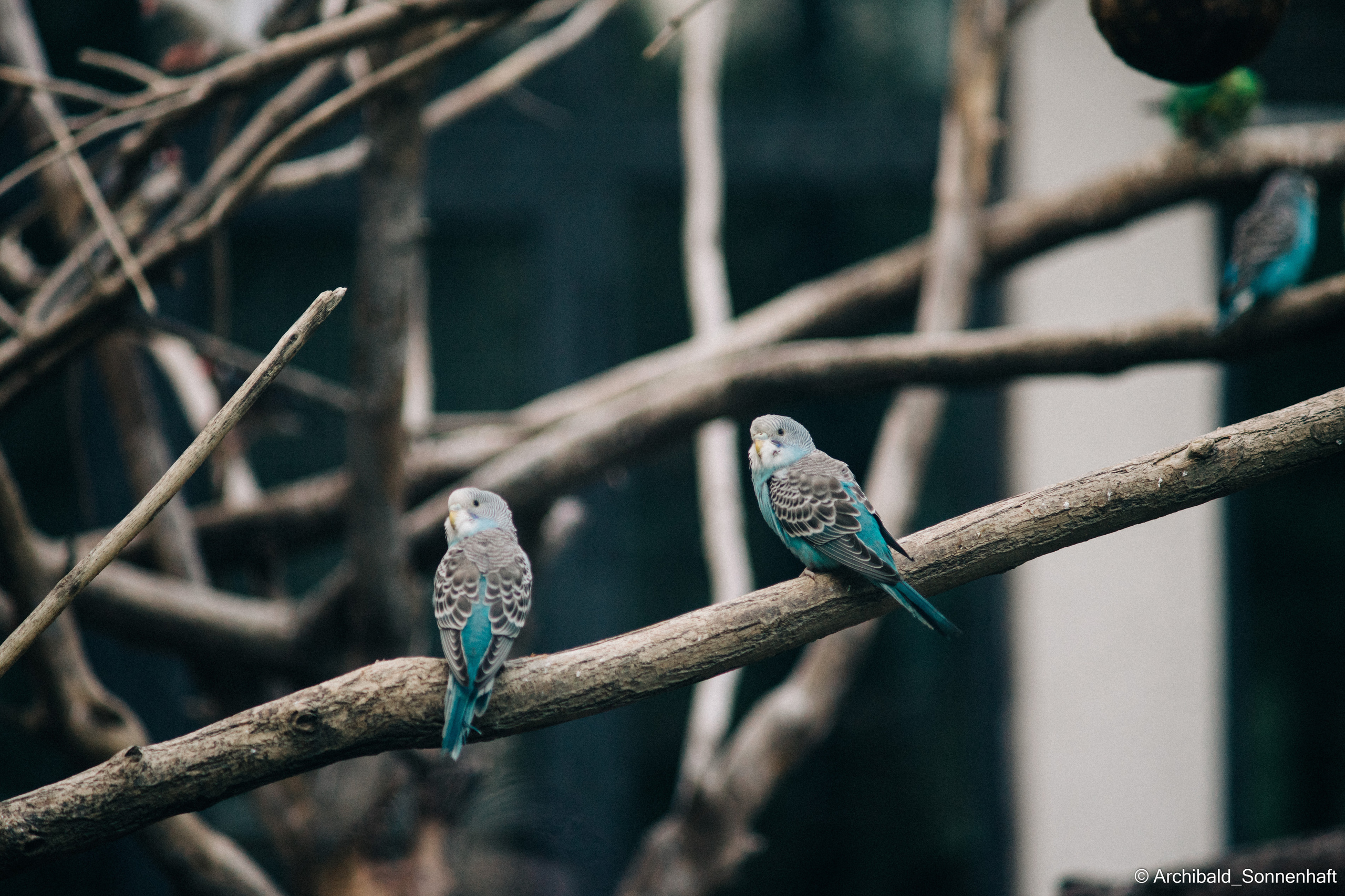 Zoo. Photographer in Guangzhou, China. Archibald Sonnenhaft