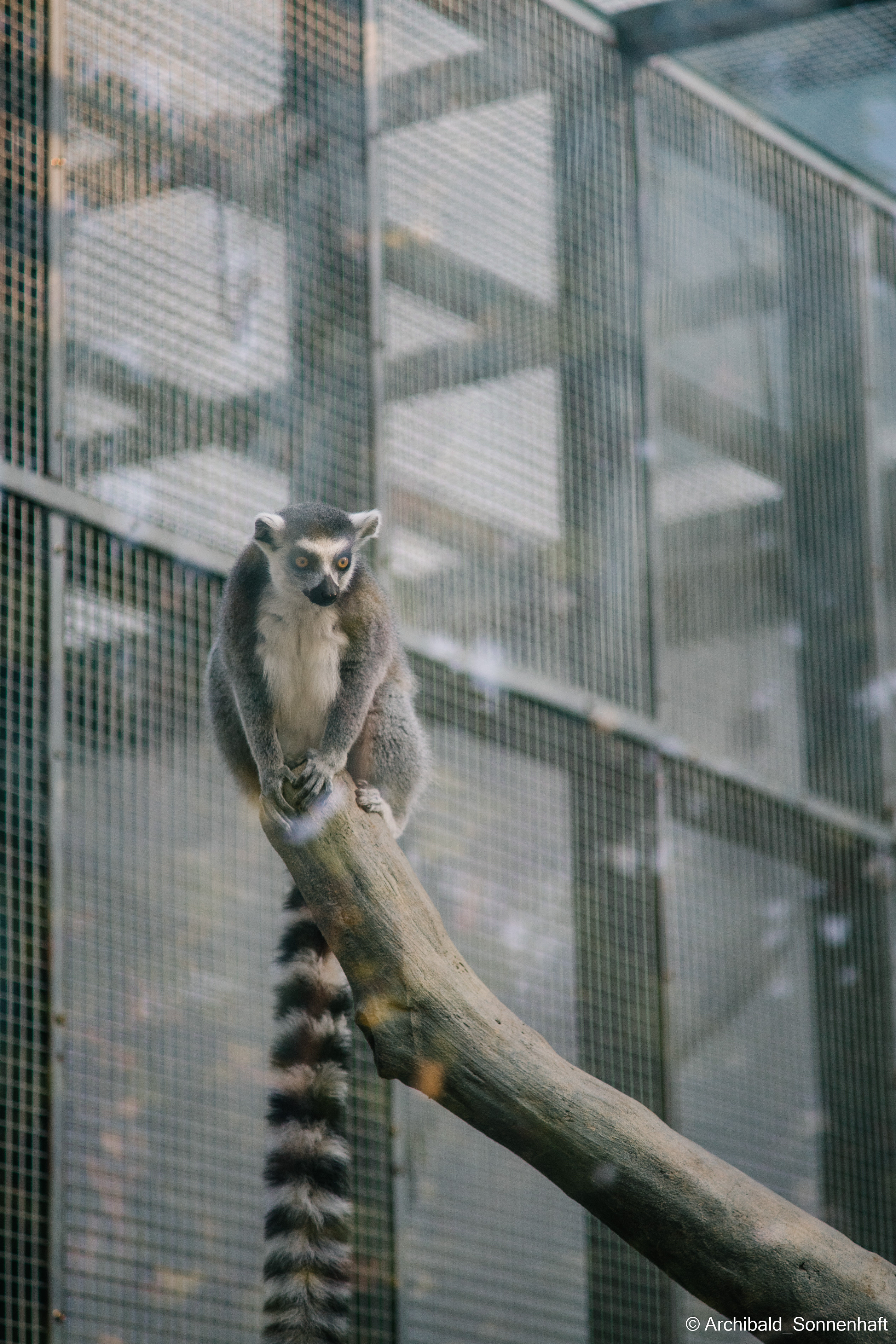 Zoo. Photographer in Guangzhou, China. Archibald Sonnenhaft