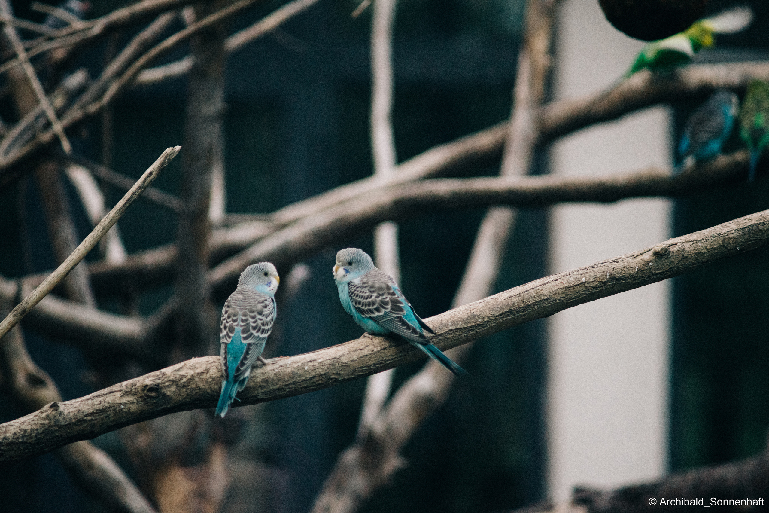 Photographer in Guangzhou, China. Archibald Sonnenhaft