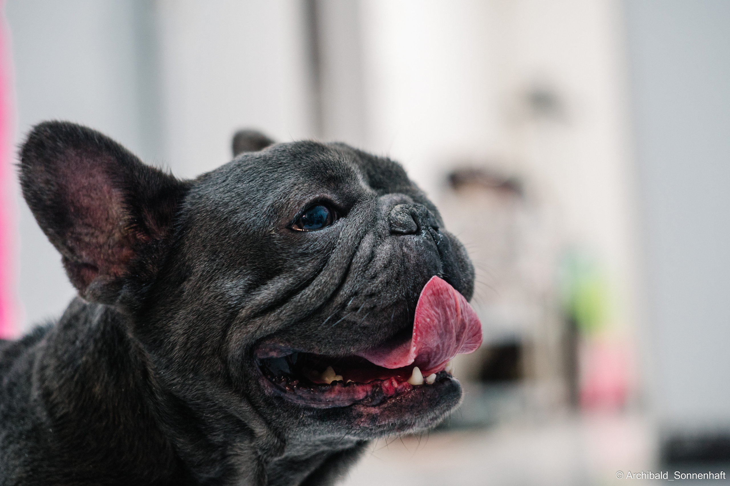 Cat and dog there. Photographer in Guangzhou, China. Archibald Sonnenhaft