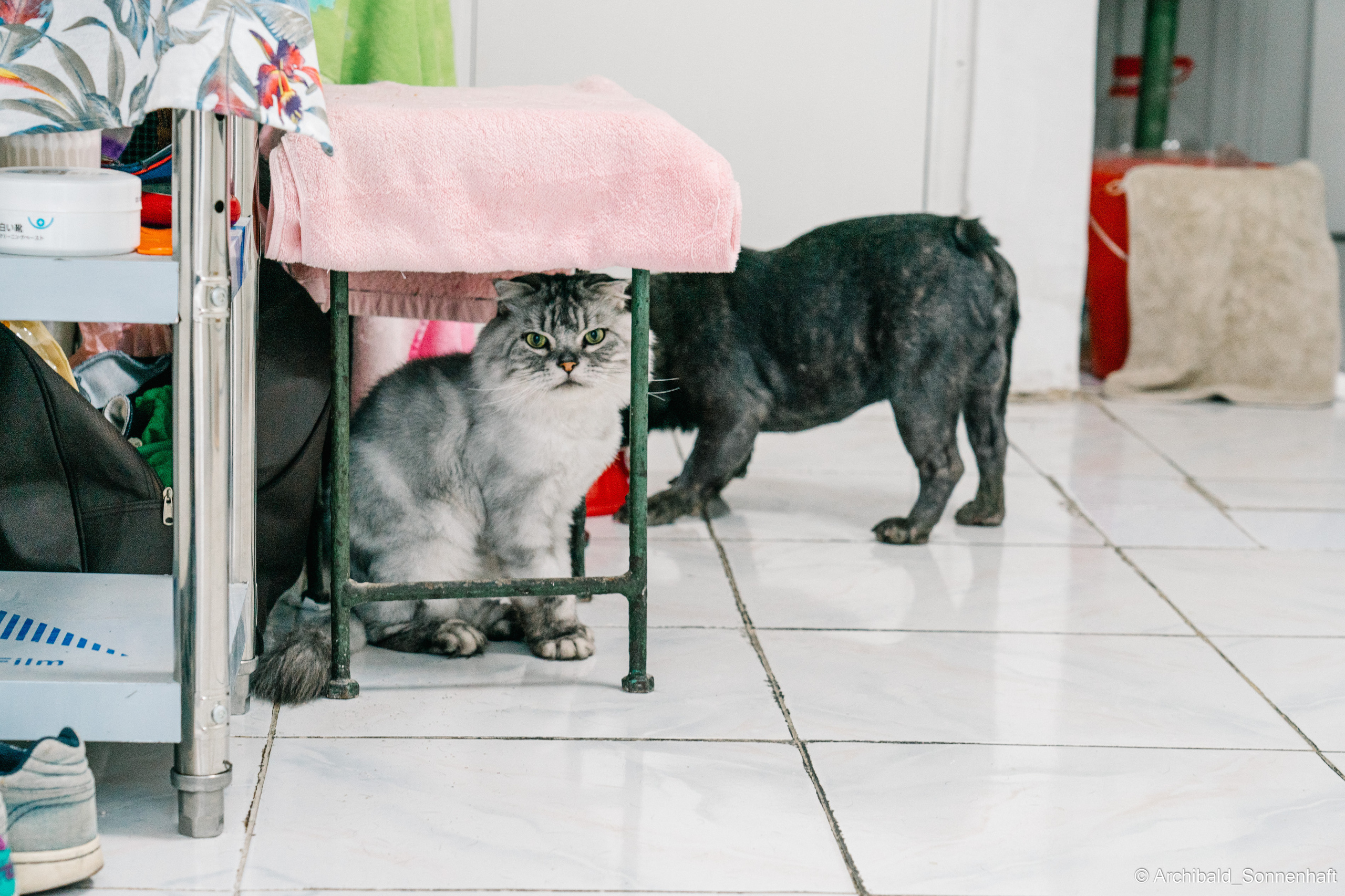 Cat and dog there. Photographer in Guangzhou, China. Archibald Sonnenhaft