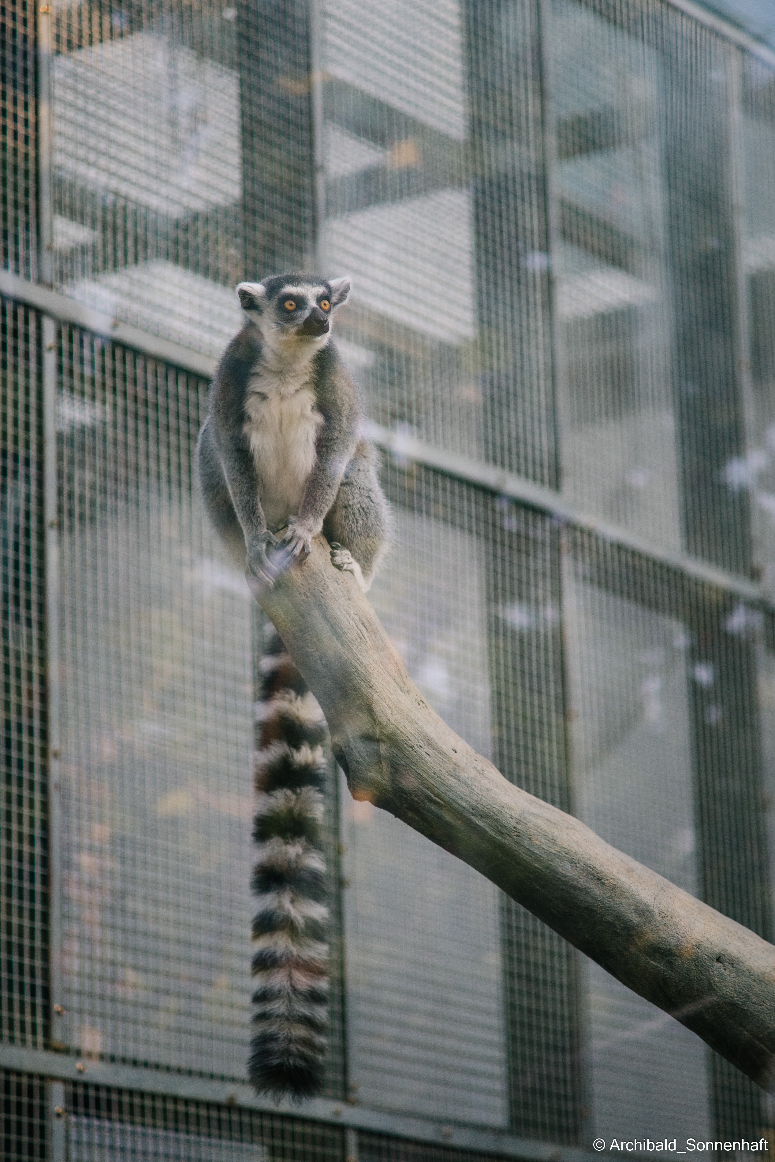 Zoo. Photographer in Guangzhou, China. Archibald Sonnenhaft