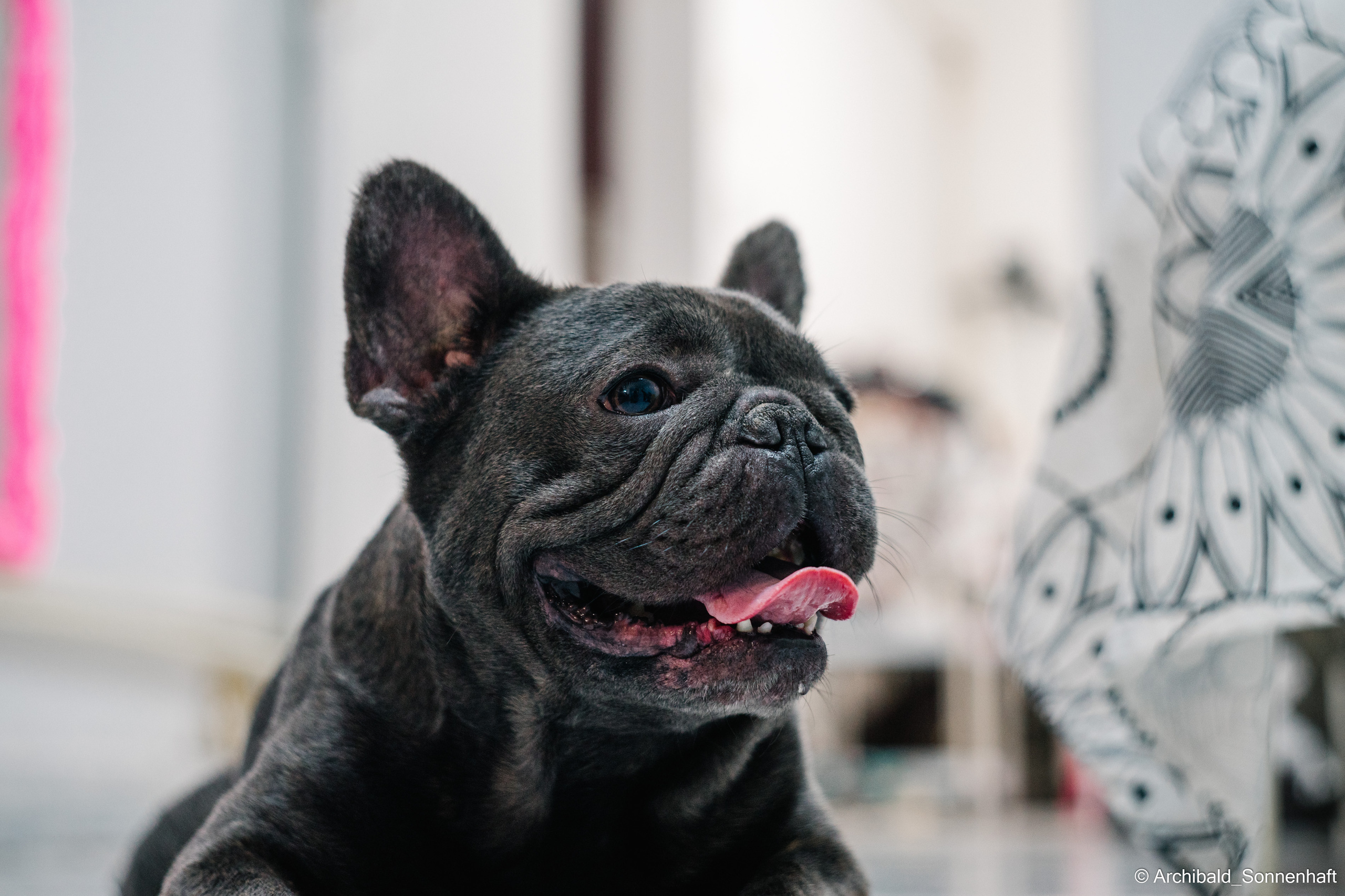 Cat and dog there. Photographer in Guangzhou, China. Archibald Sonnenhaft