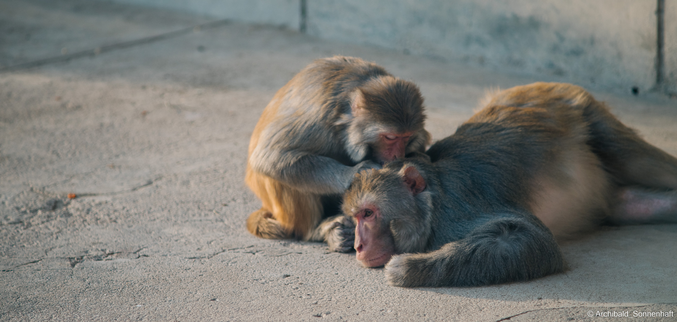 Zoo. Photographer in Guangzhou, China. Archibald Sonnenhaft