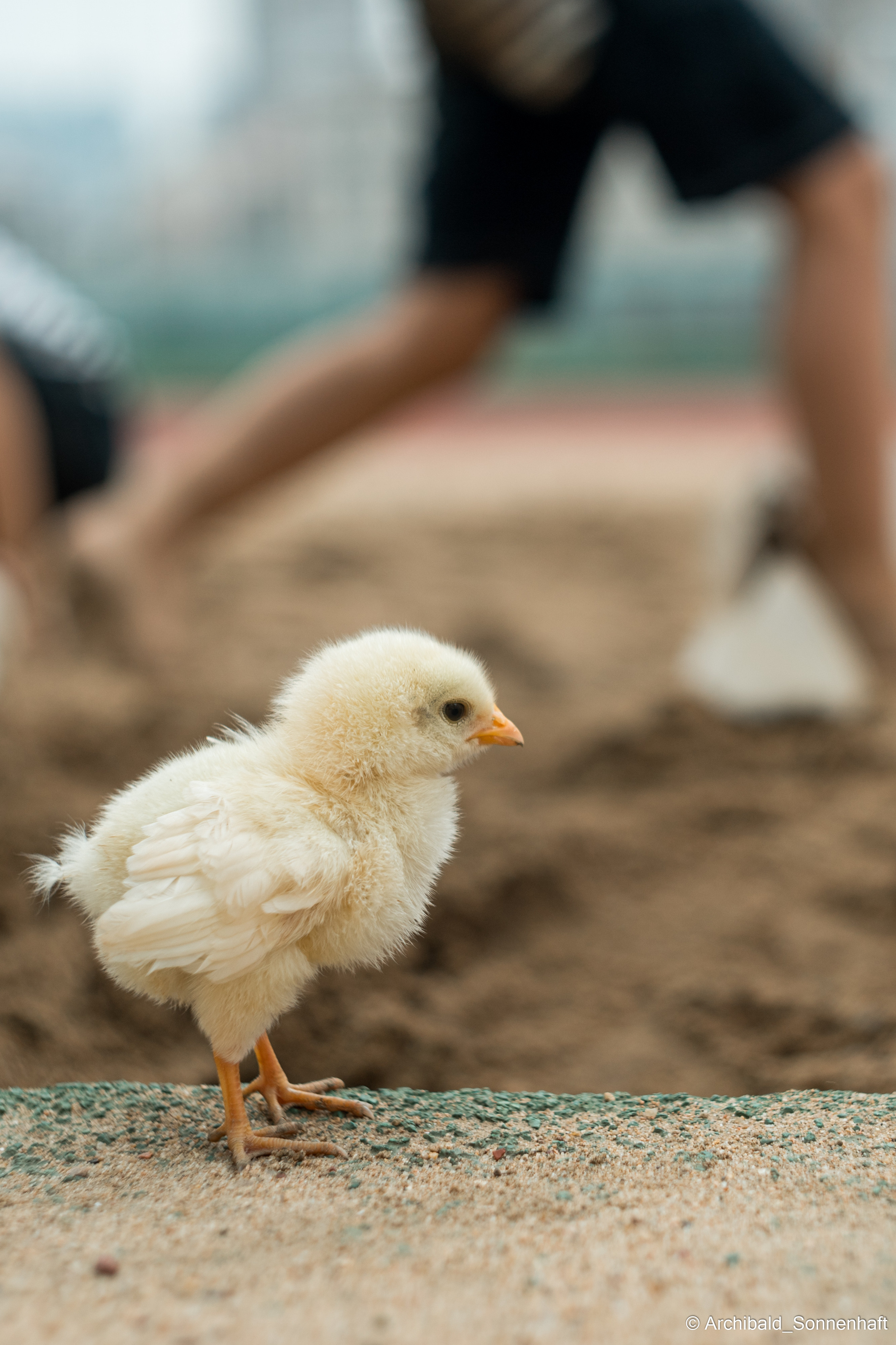 Light, beautiful, vertical. Photographer in Guangzhou, China. Archibald Sonnenhaft