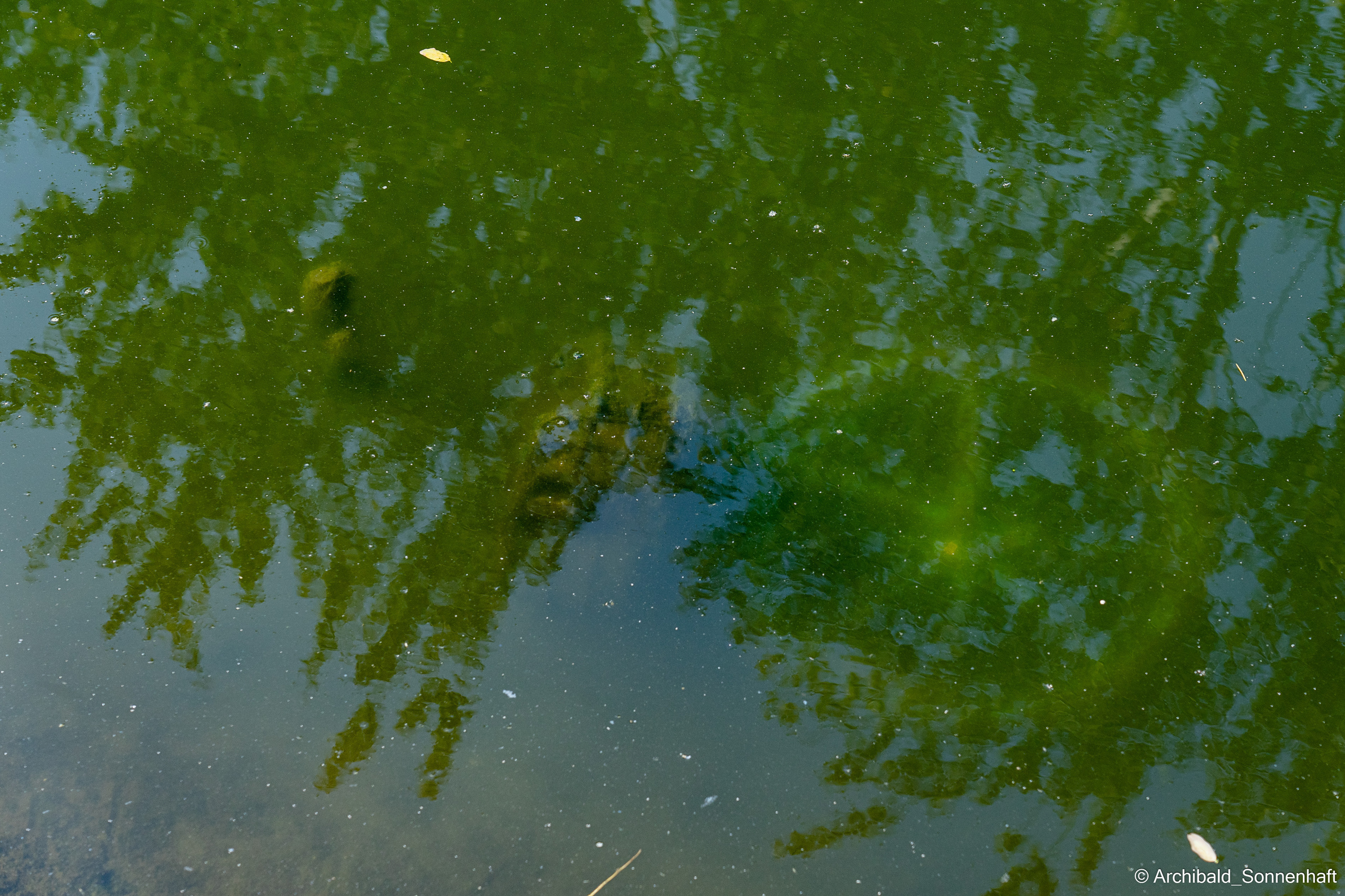 Just a walk. Photographer in Guangzhou, China. Archibald Sonnenhaft