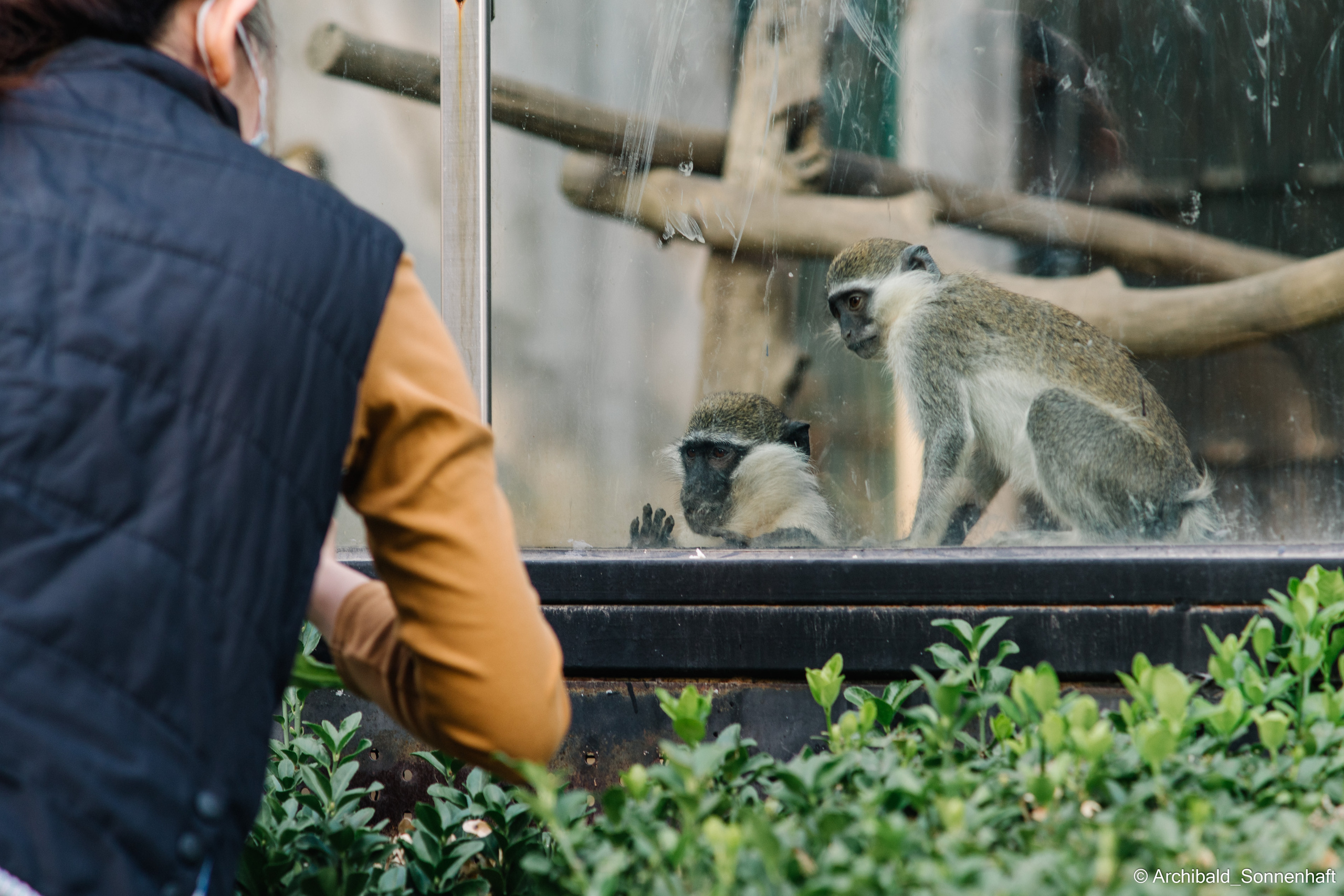Zoo. Photographer in Guangzhou, China. Archibald Sonnenhaft