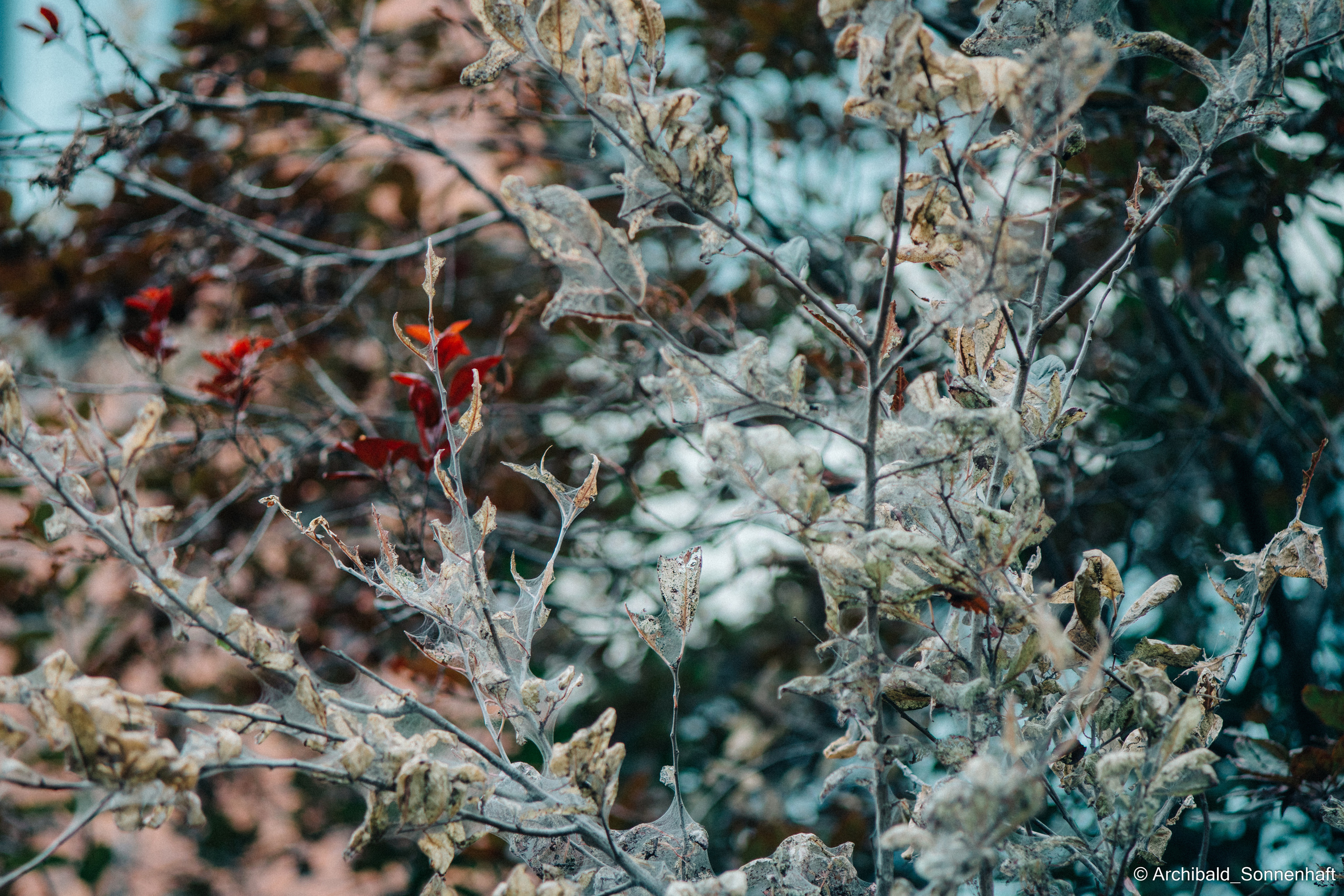 Soft, beautiful, horizontal. Photographer in Guangzhou, China. Archibald Sonnenhaft